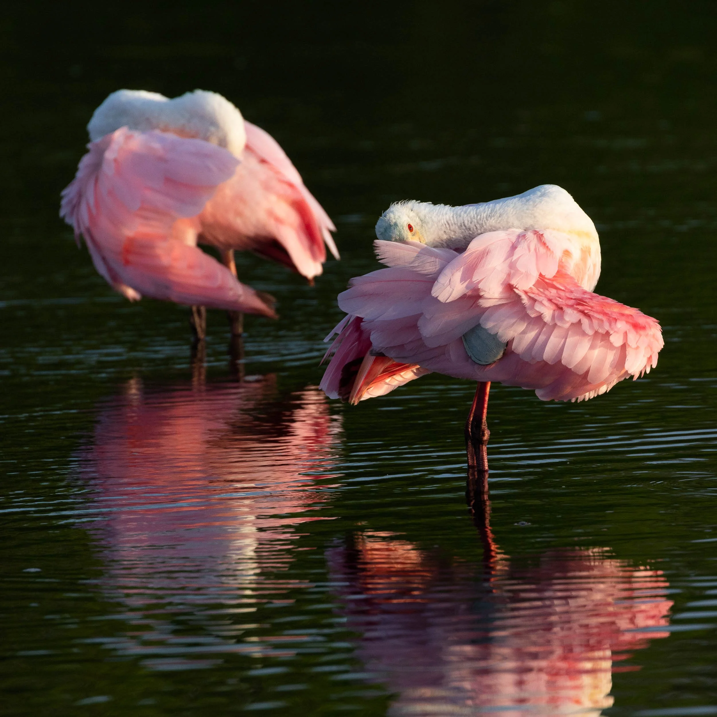 Roseate Spoonbills resting in Myakka River
