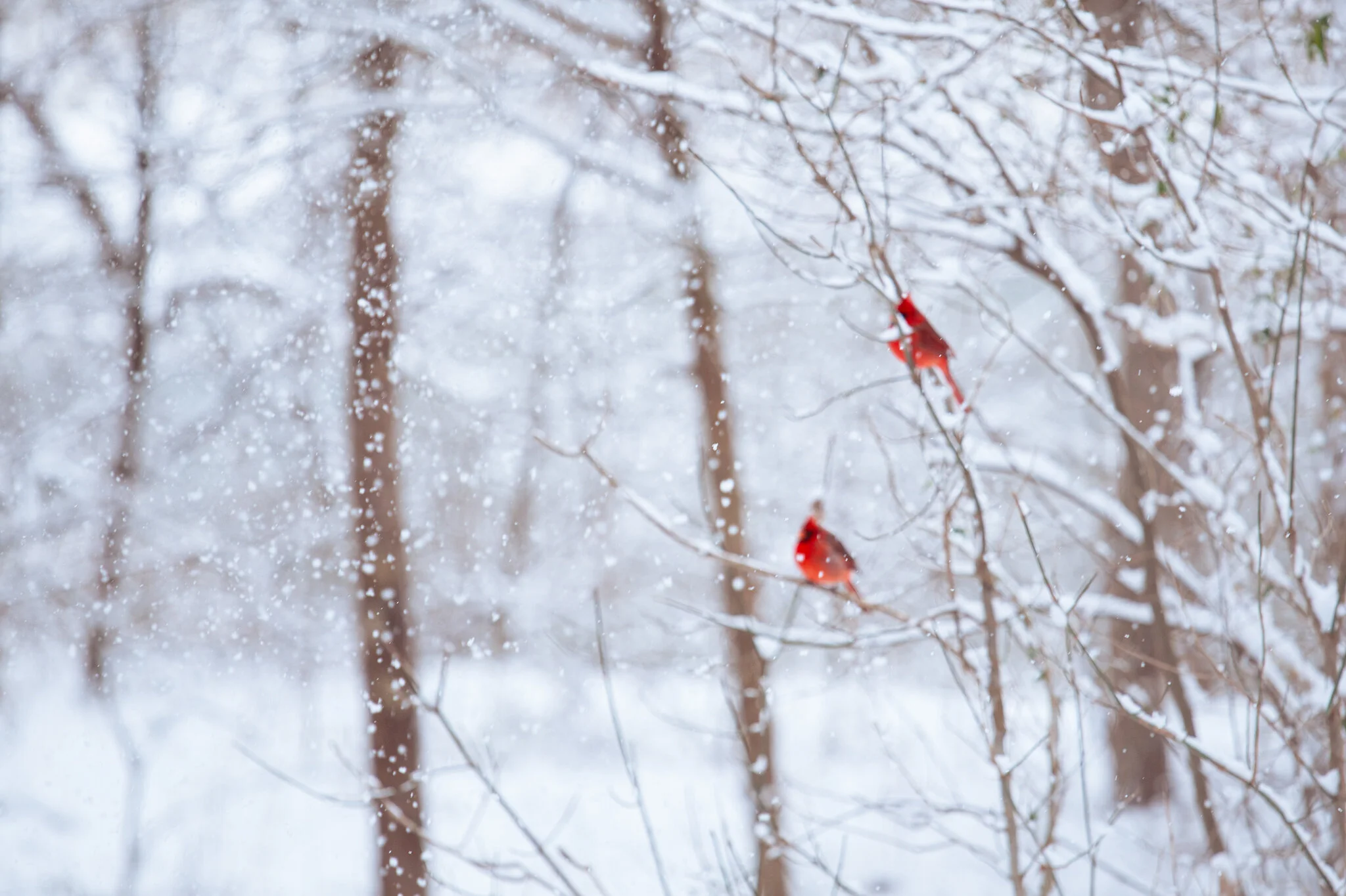 Winter Camping