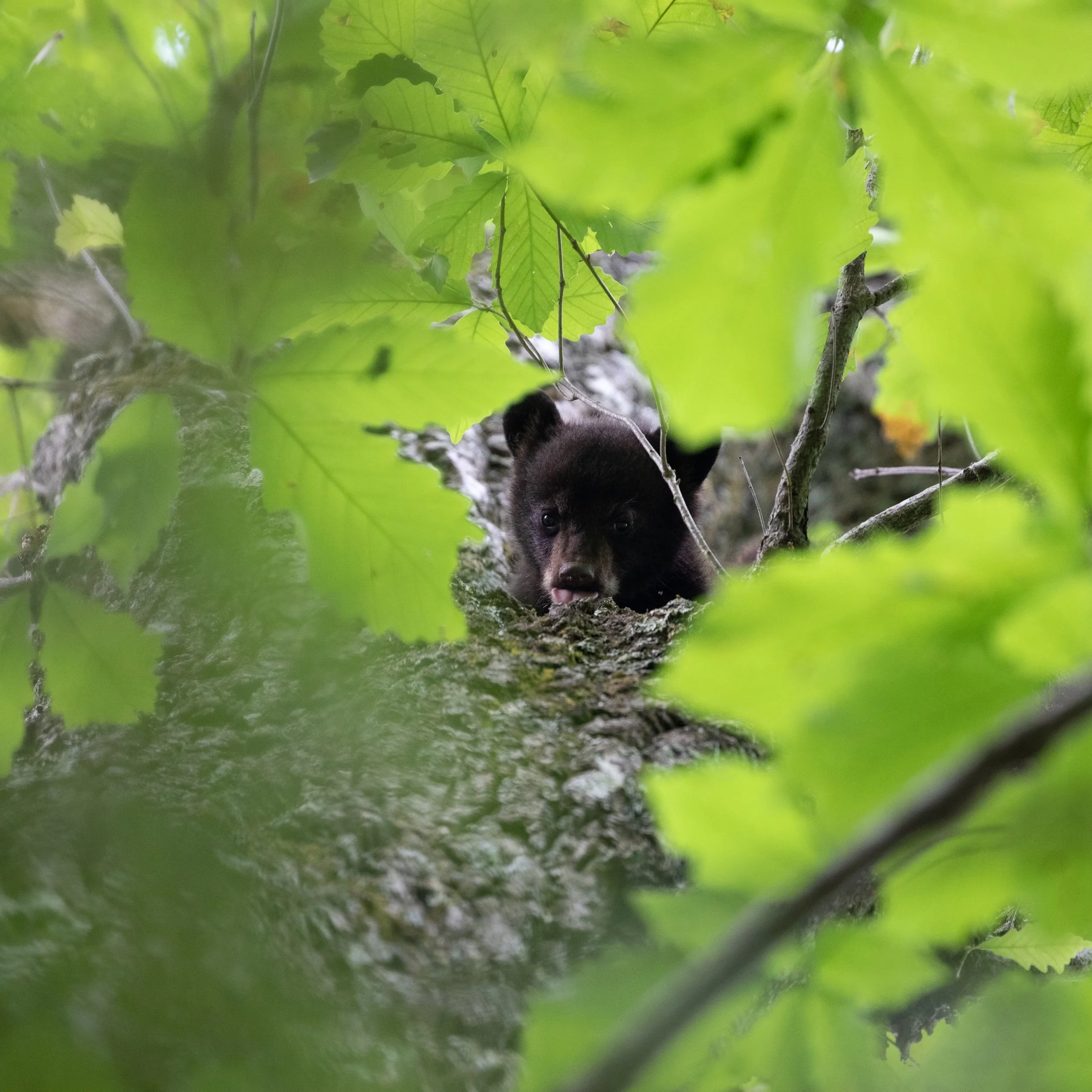 Great Smoky Mountains!