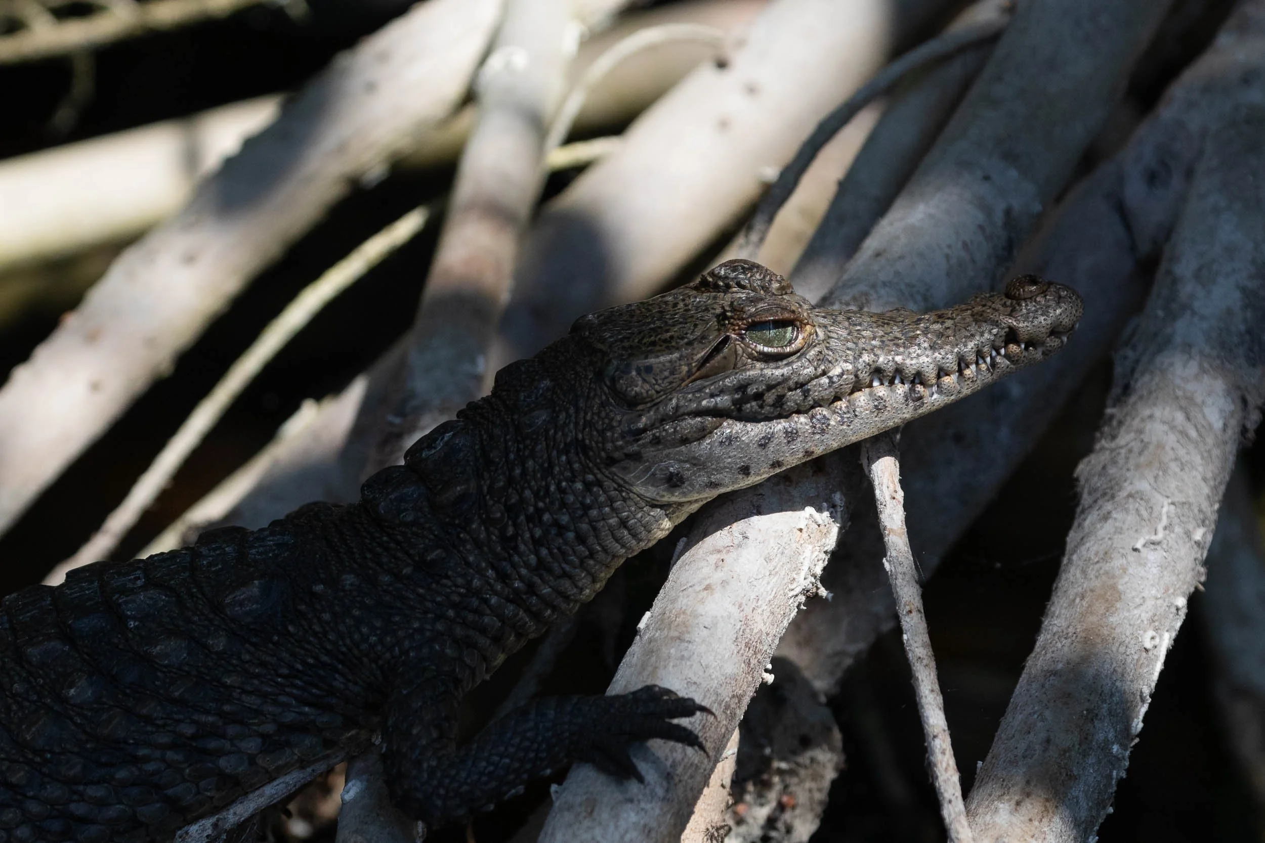 Crocodile!