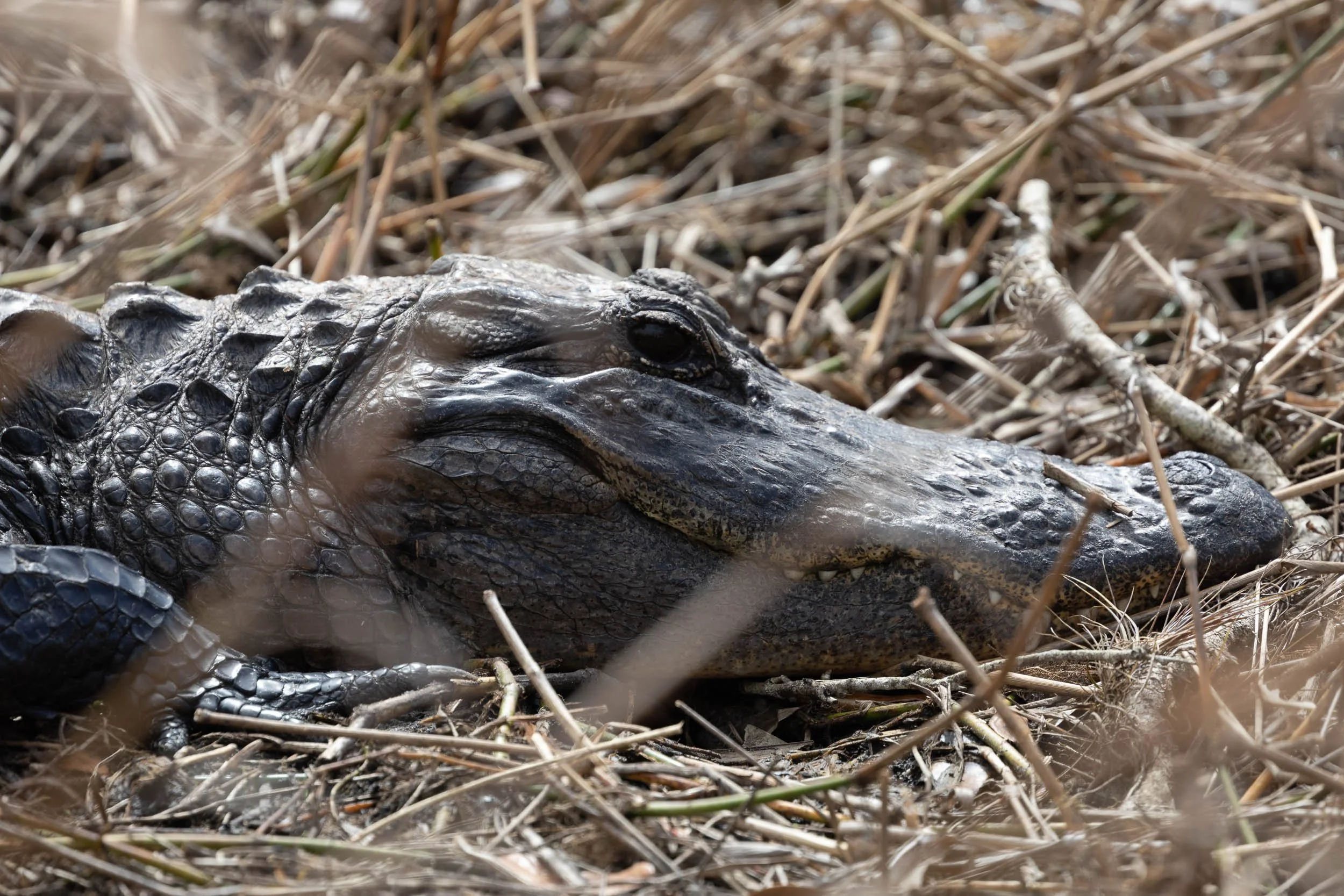 Alligator at Kissimmee Prairie Preserve