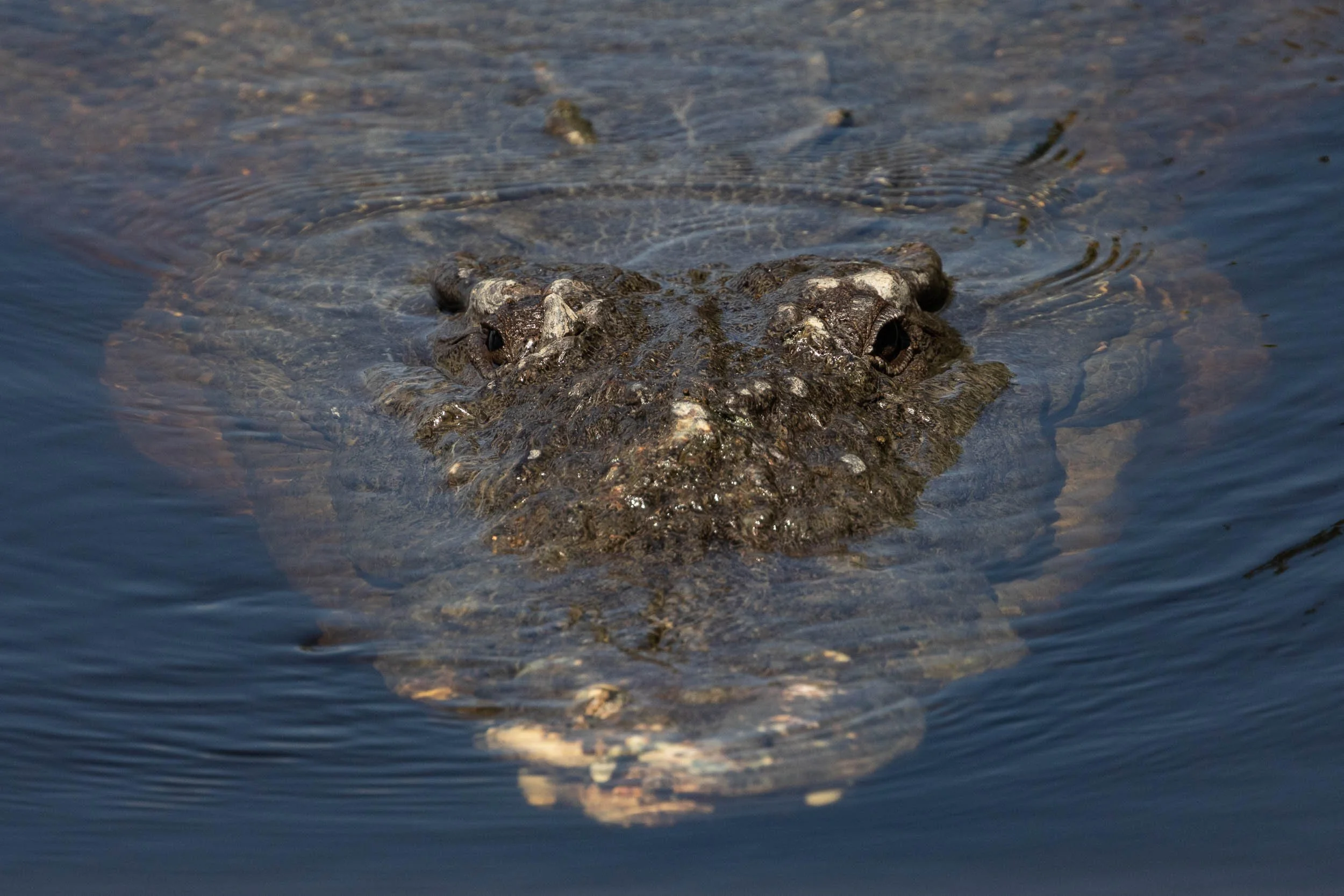 crocodile in the everglades