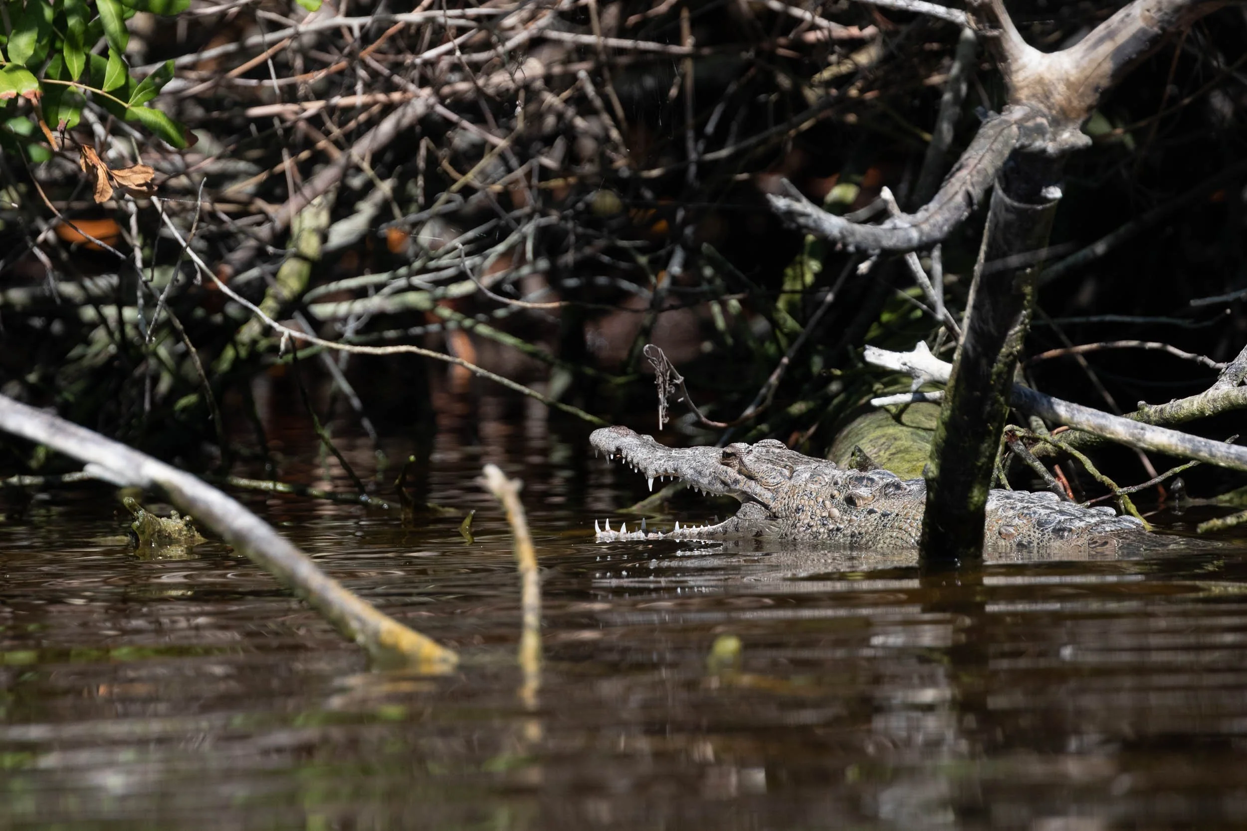 crocodile in the river 