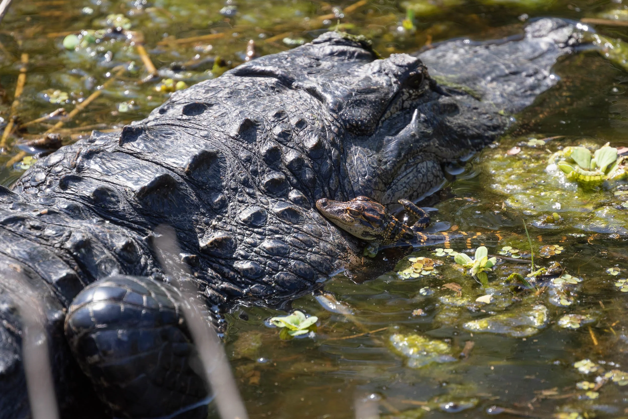 Baby gator and Mom