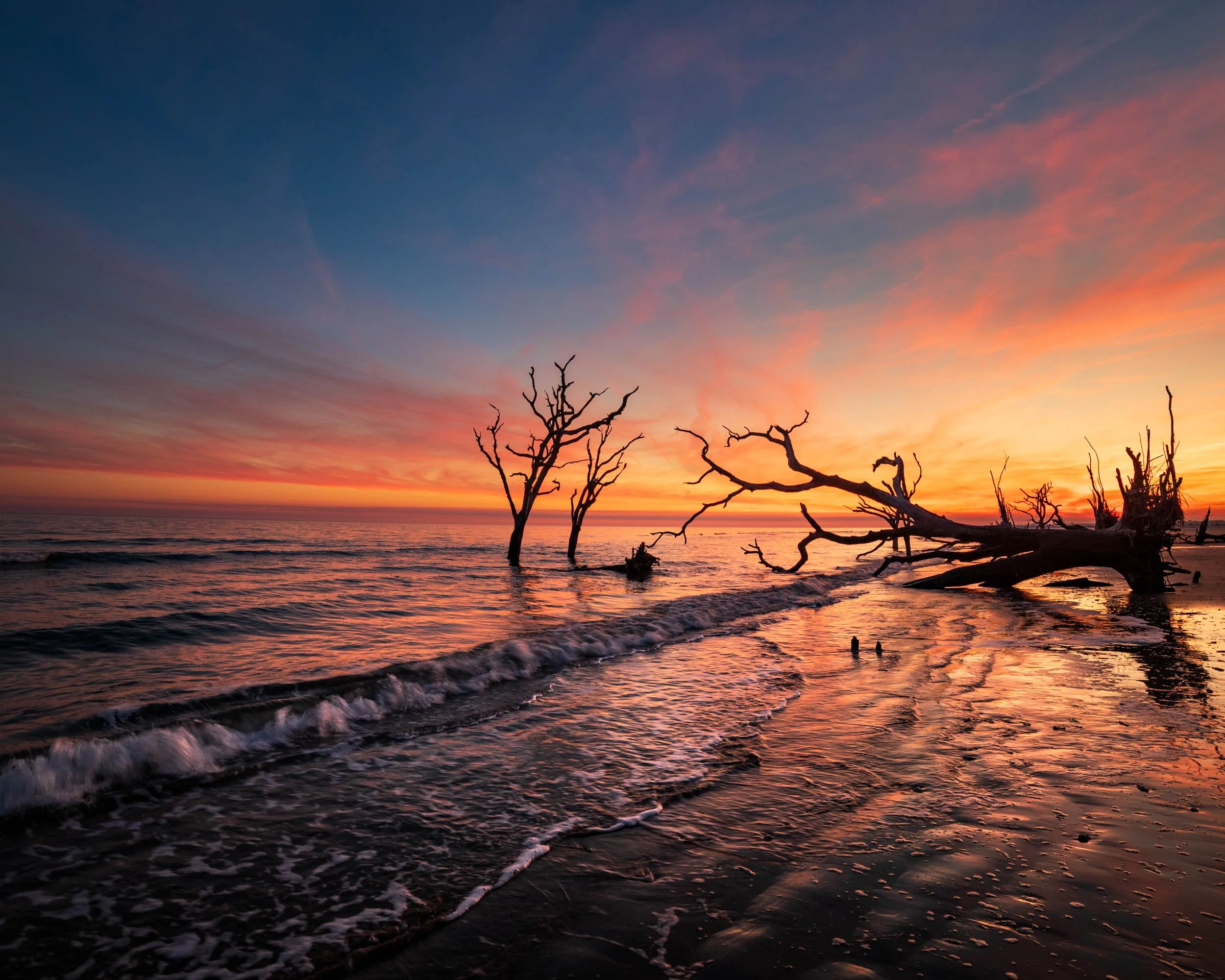 Gnarled Sunset #2