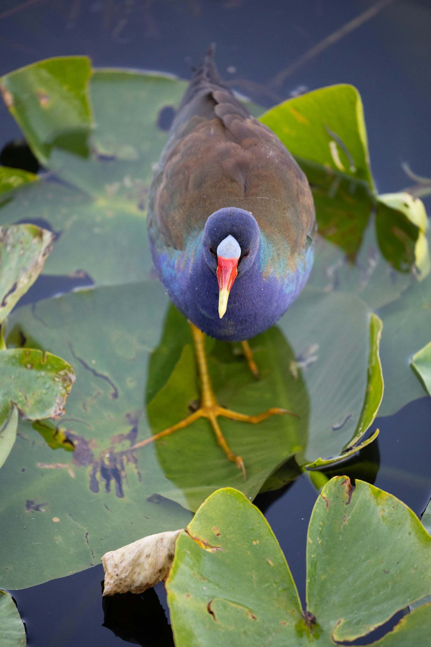 Purple gallinule