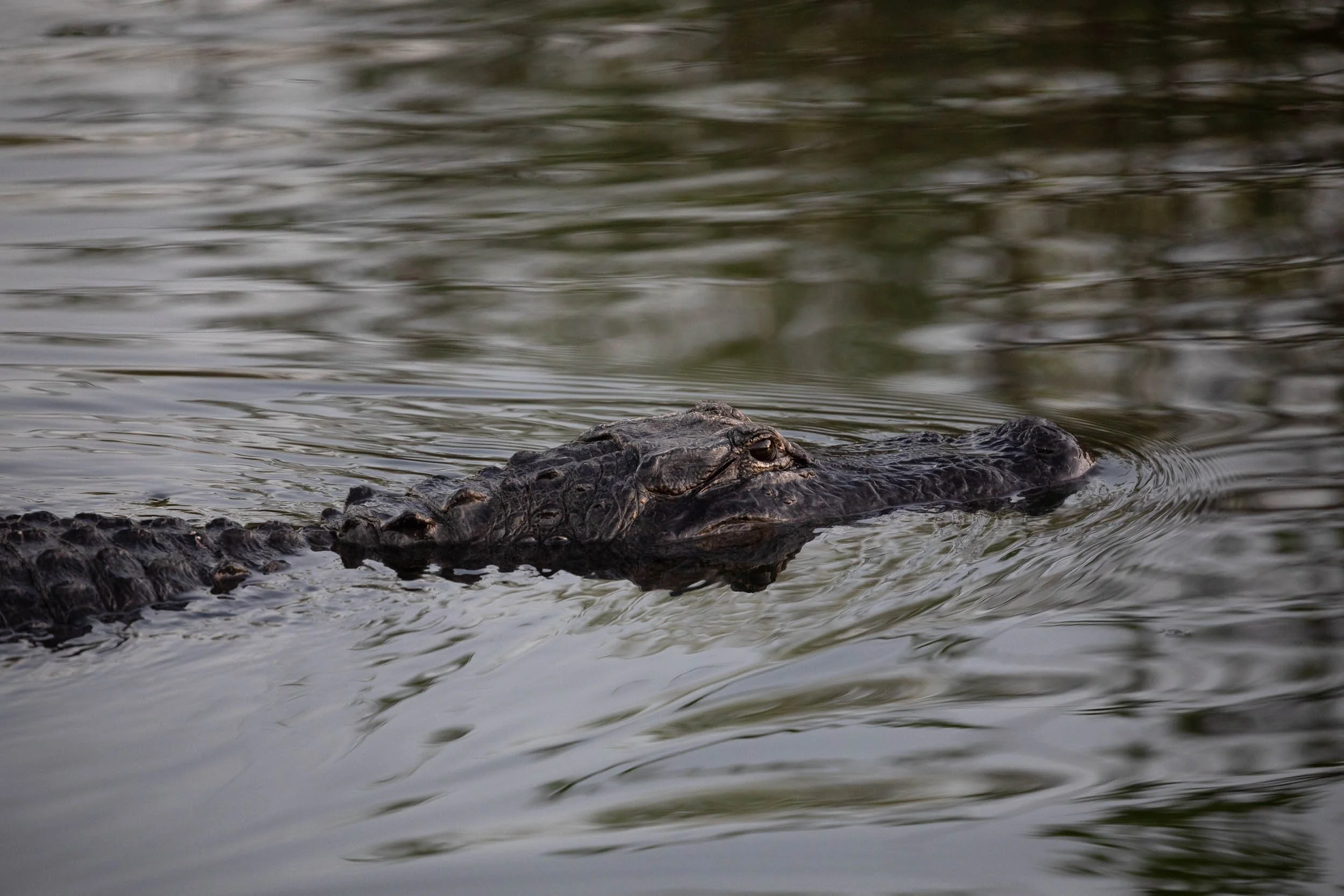 Alligator in the everglades
