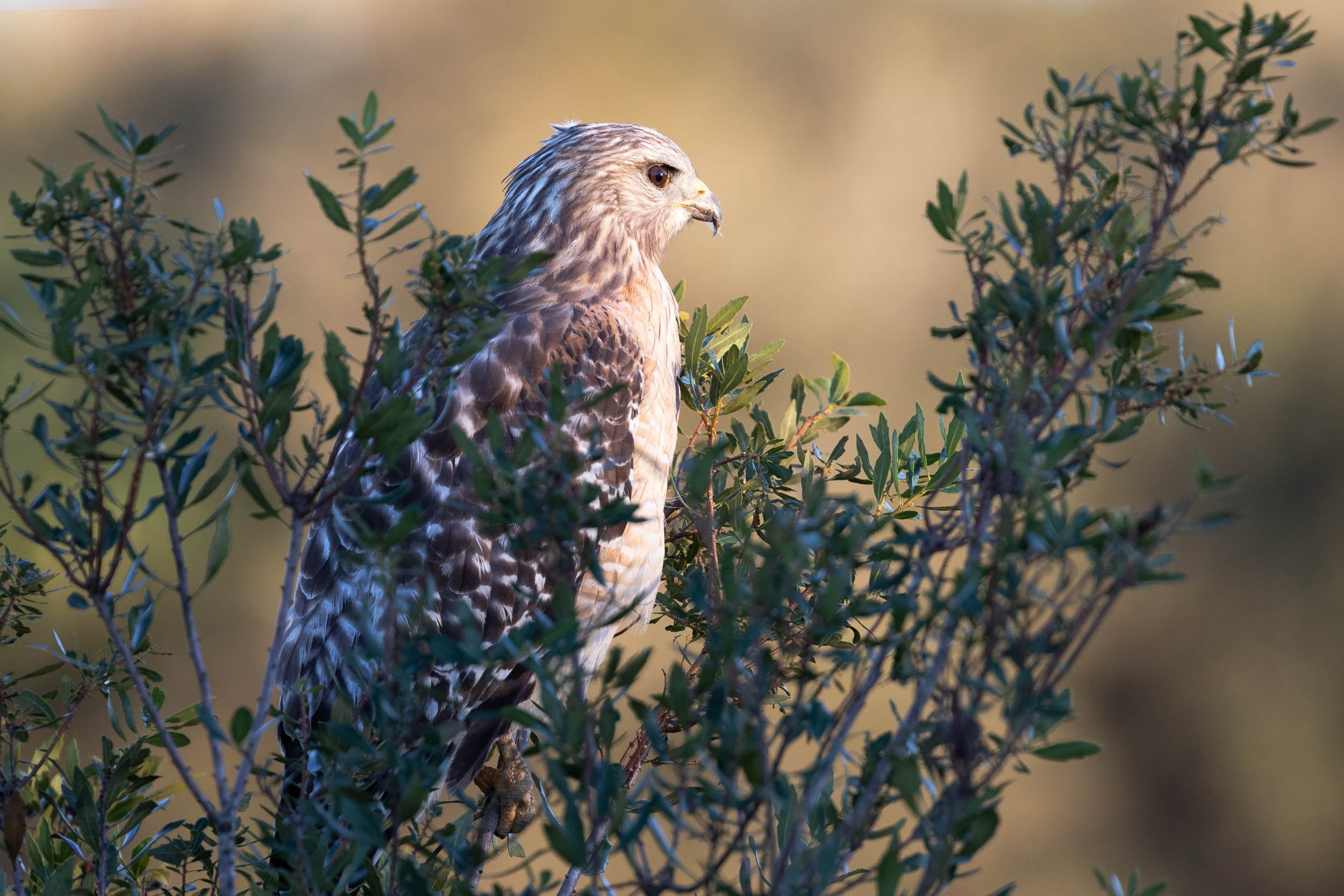 Red Shouldered Hawk at Kissimmee Prairie Preserve