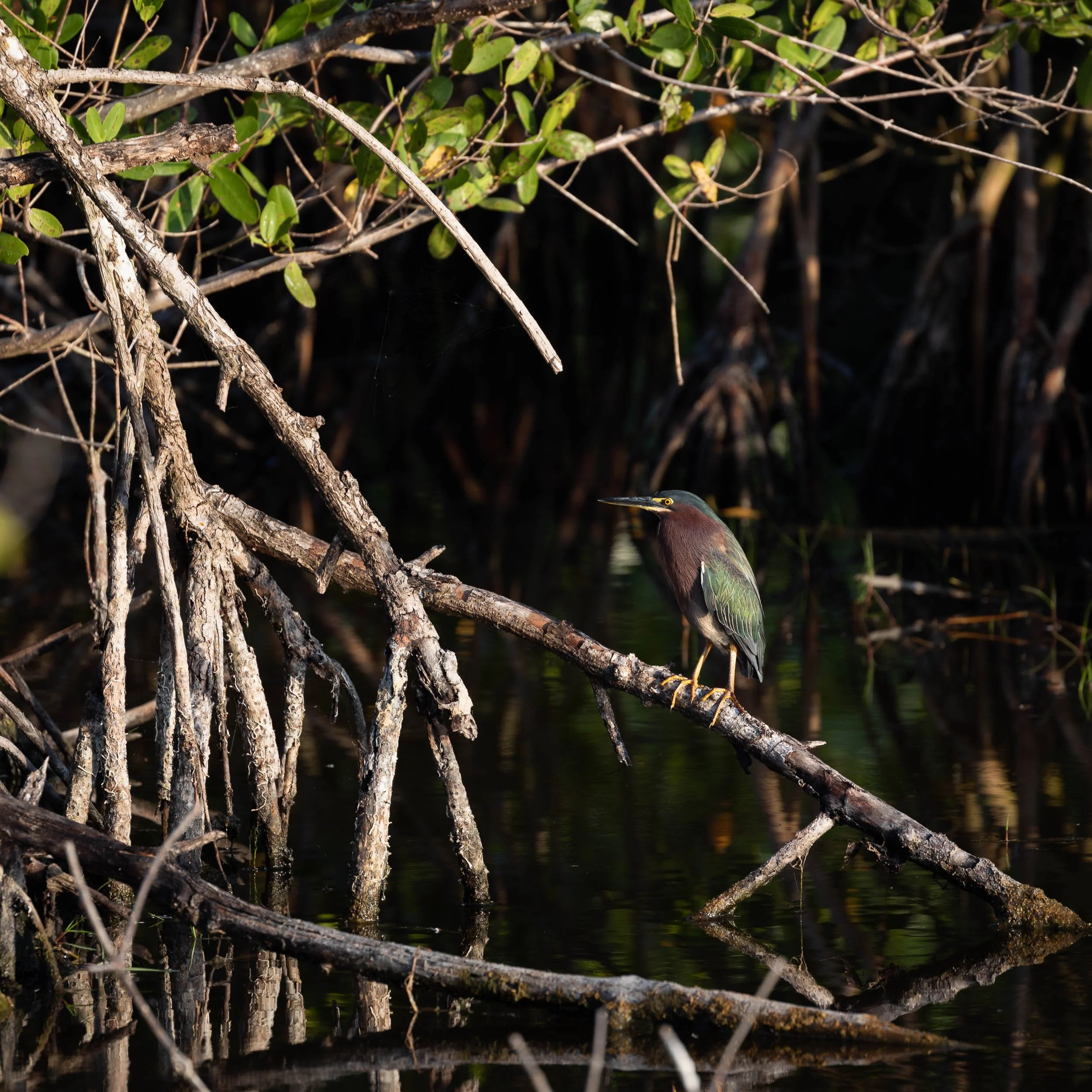 green heron