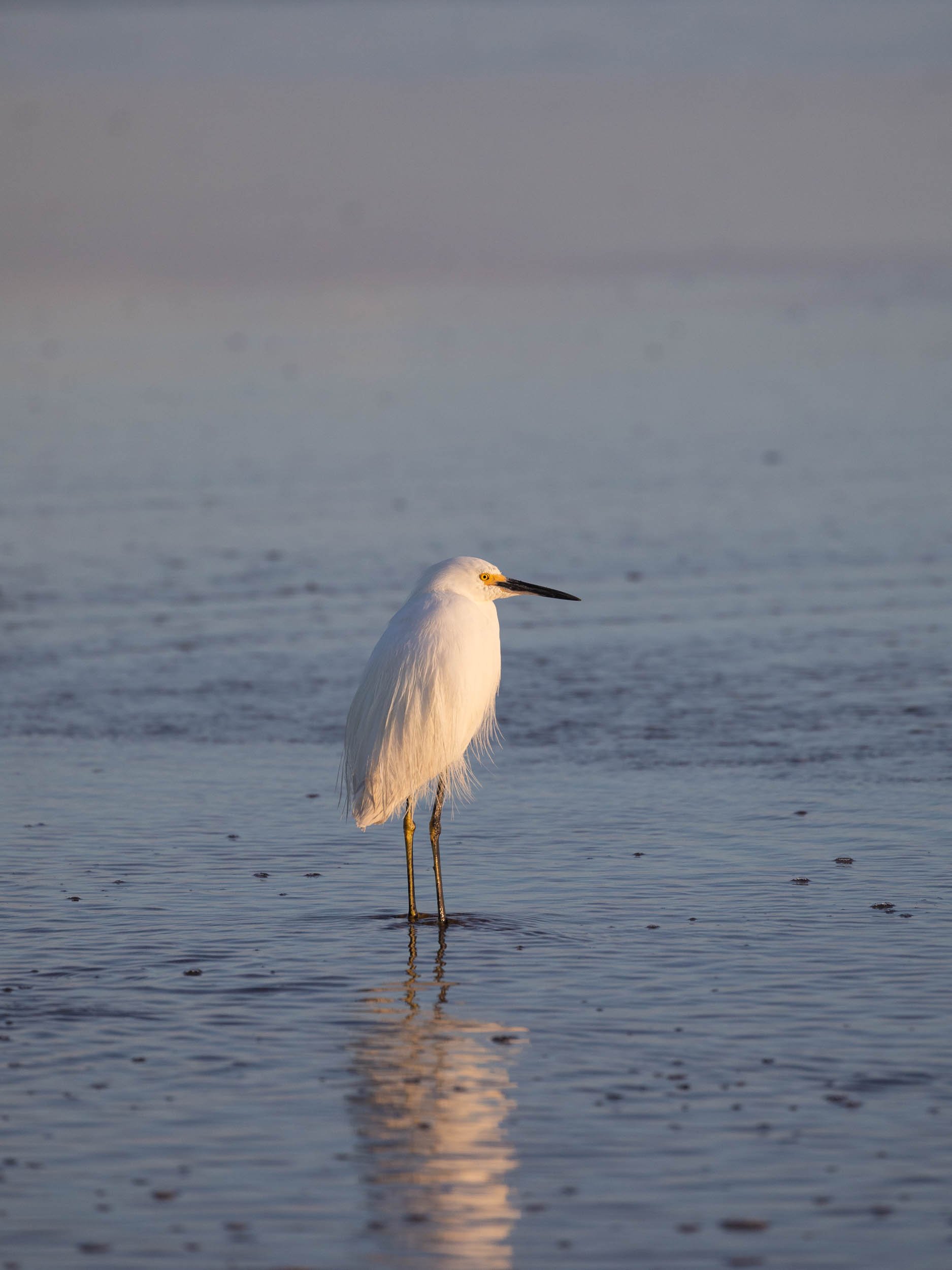 Egret on the beach