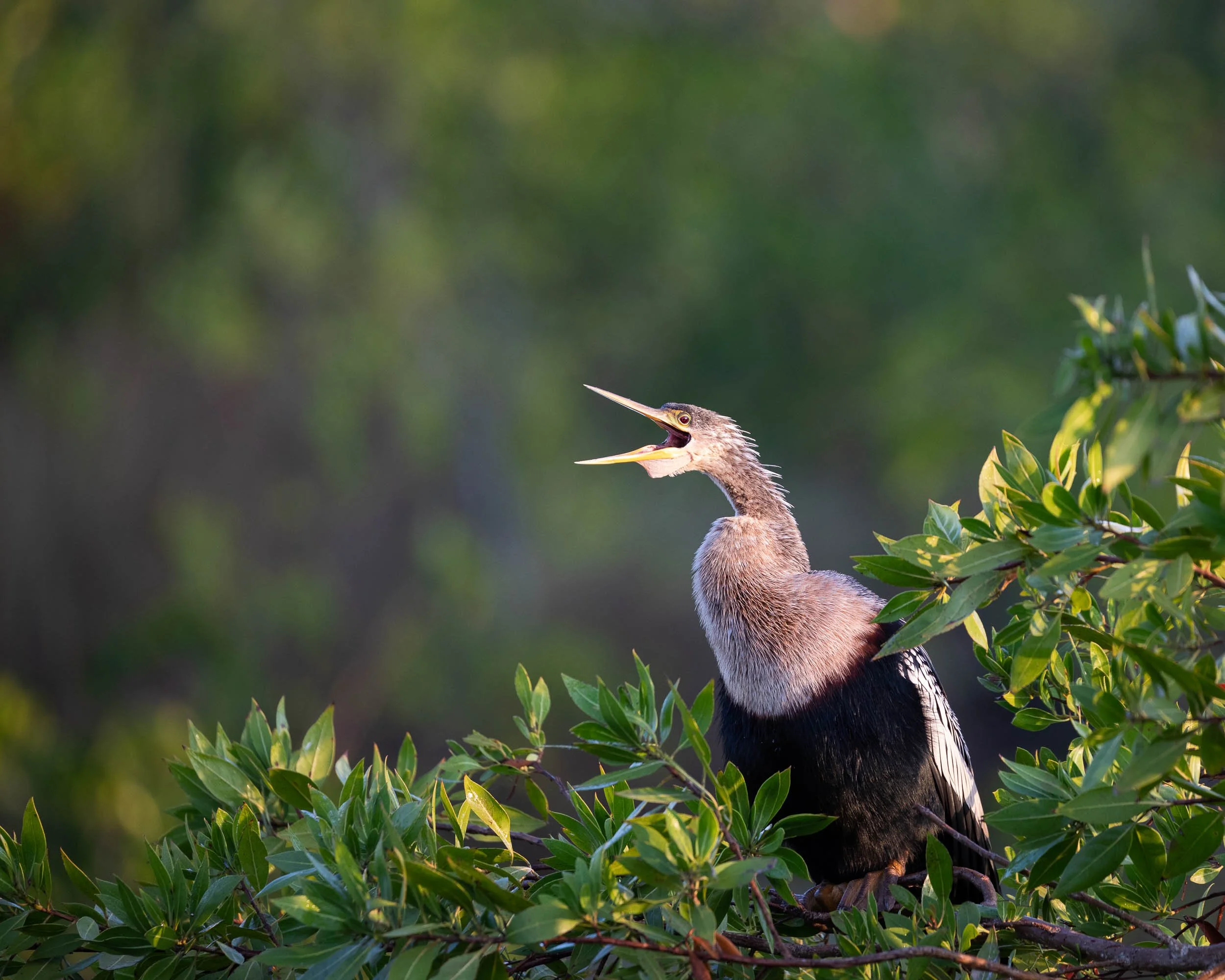 anhinga