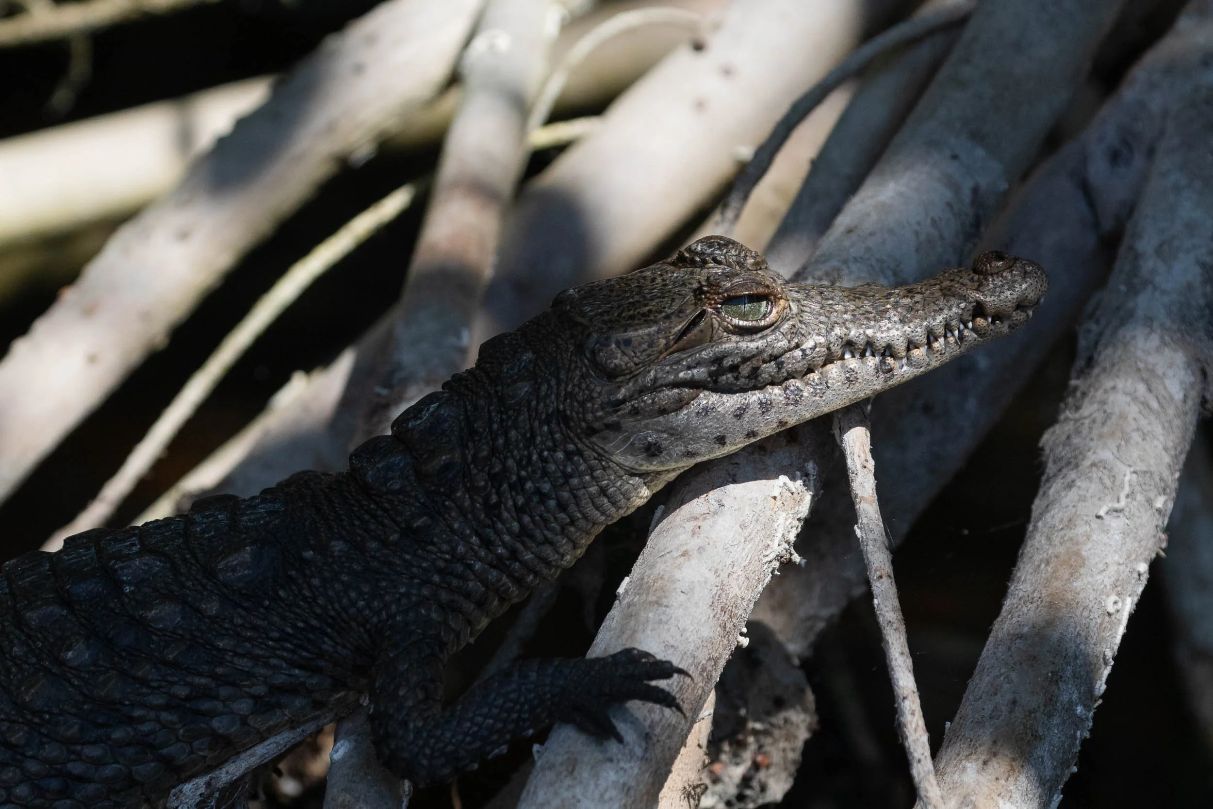 baby crocodile in the everglades