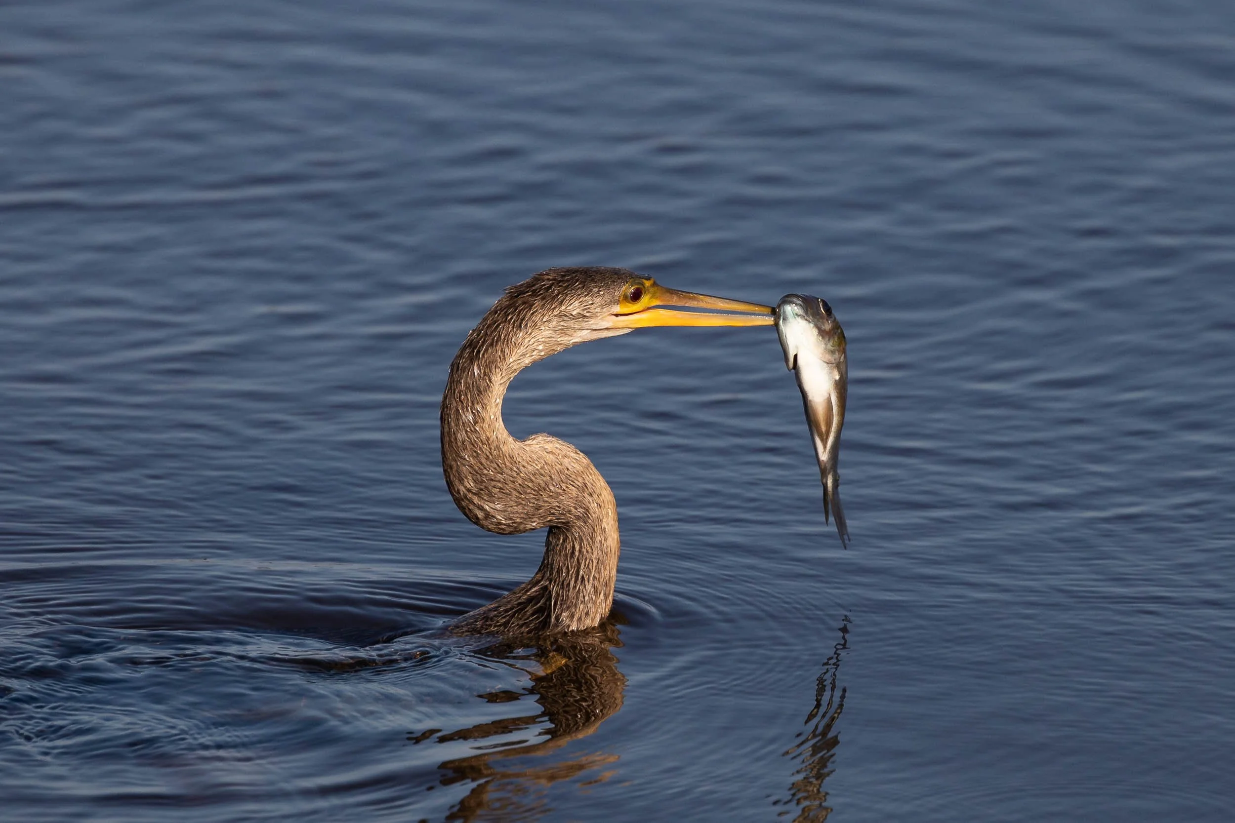 Anhinga with a fish