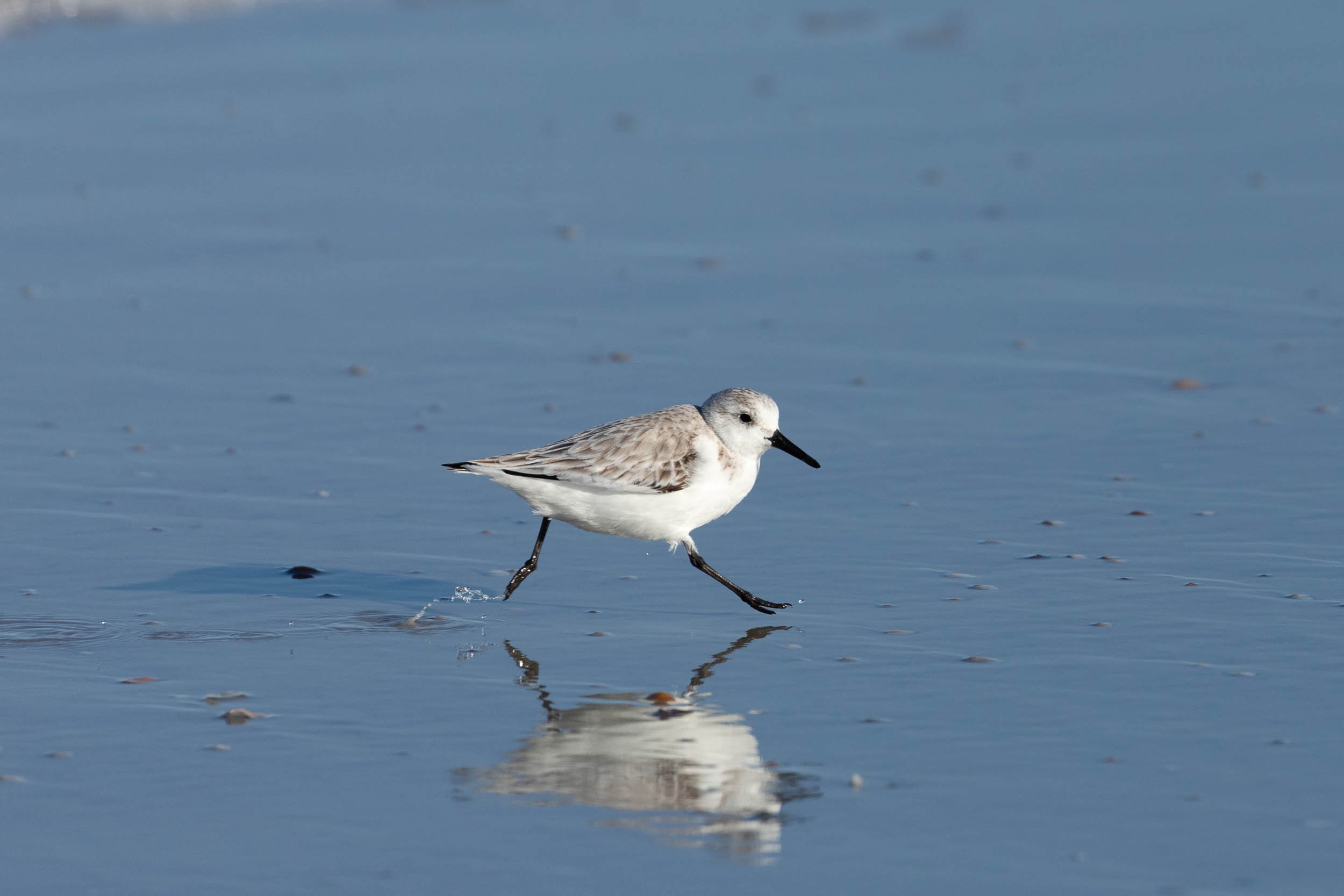 sanderling running on the beach