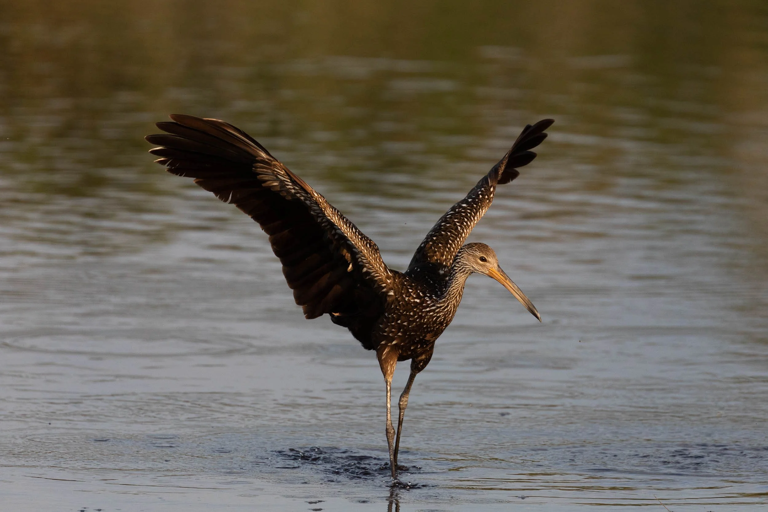 limpkin landing 