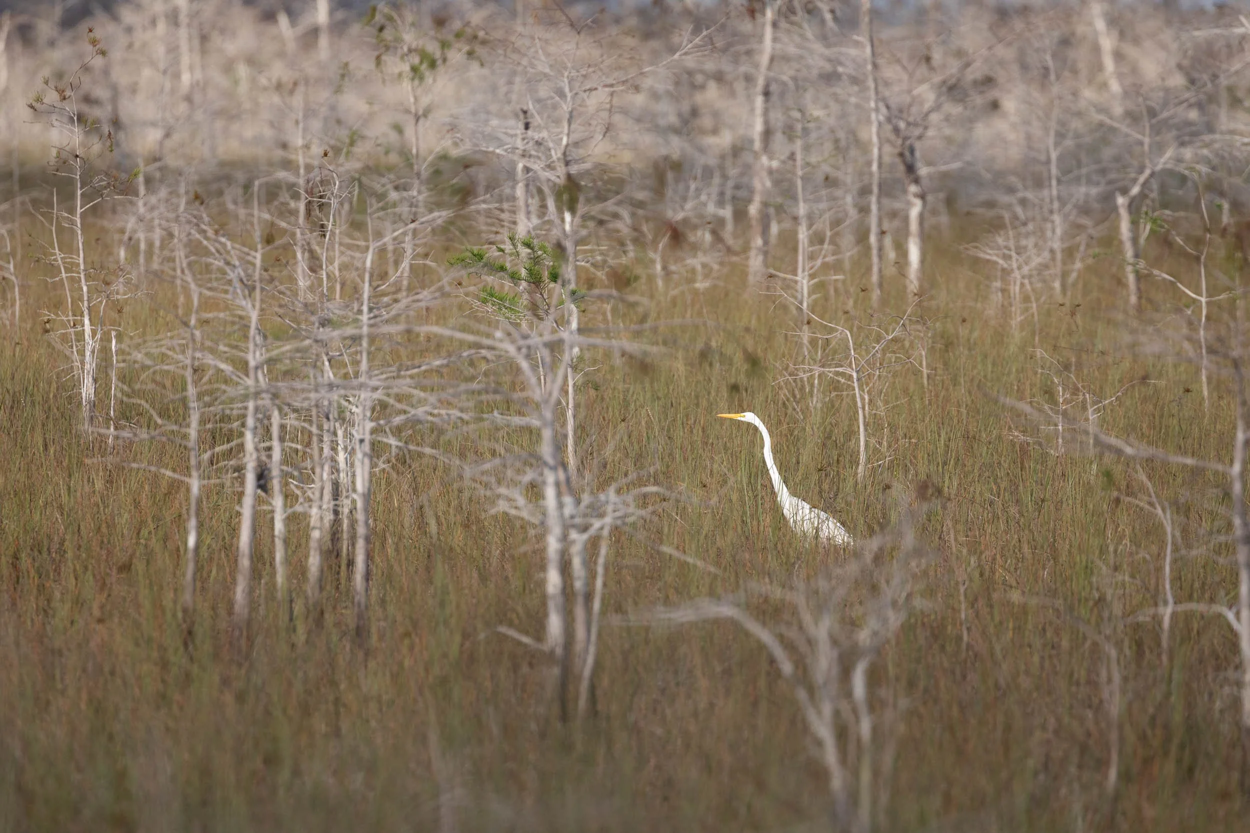 egret in the everglades