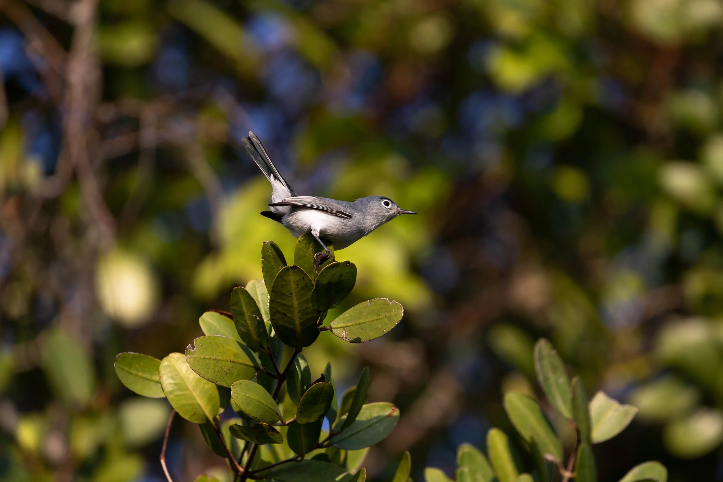 blue and gray gnat catcher