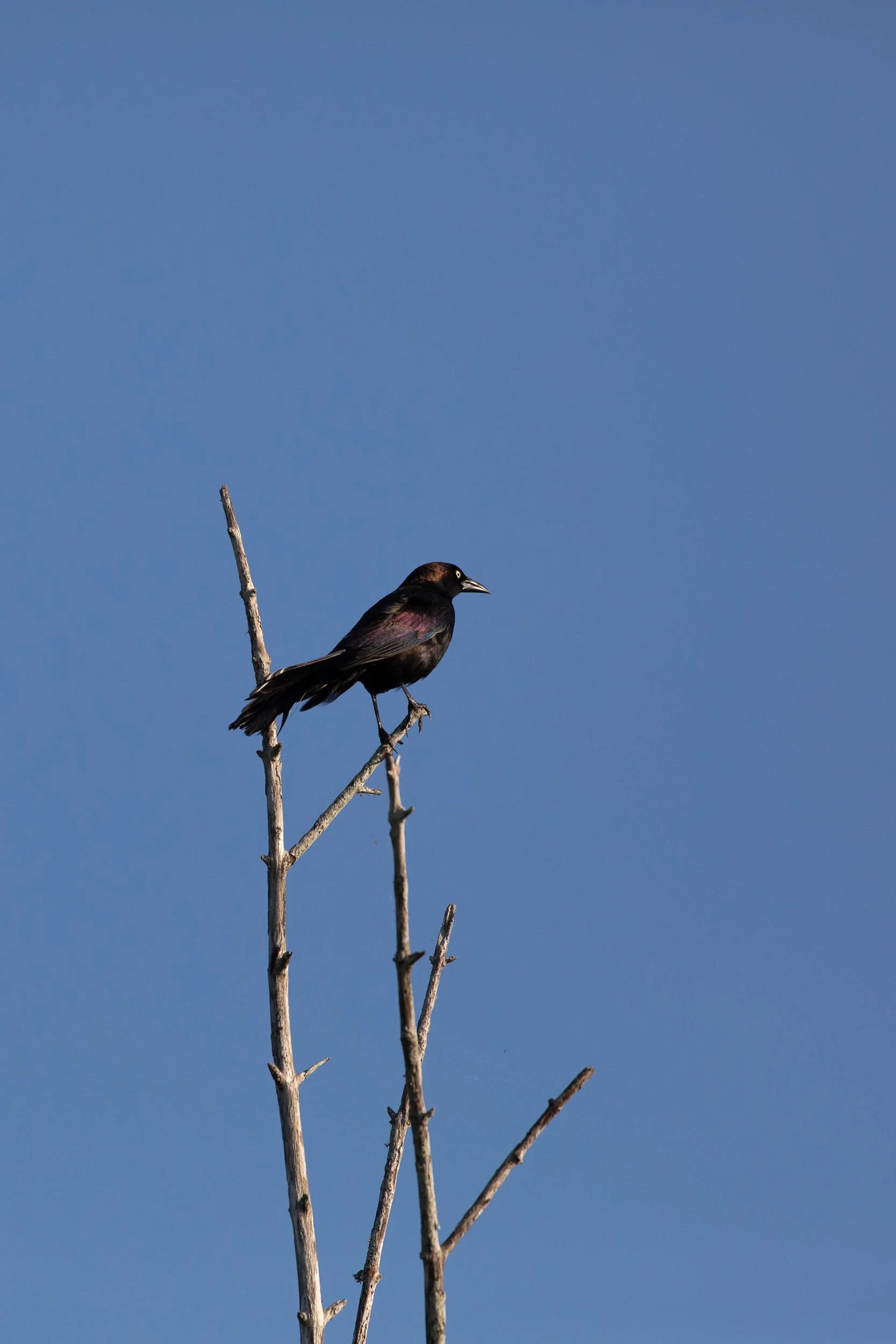 grackle