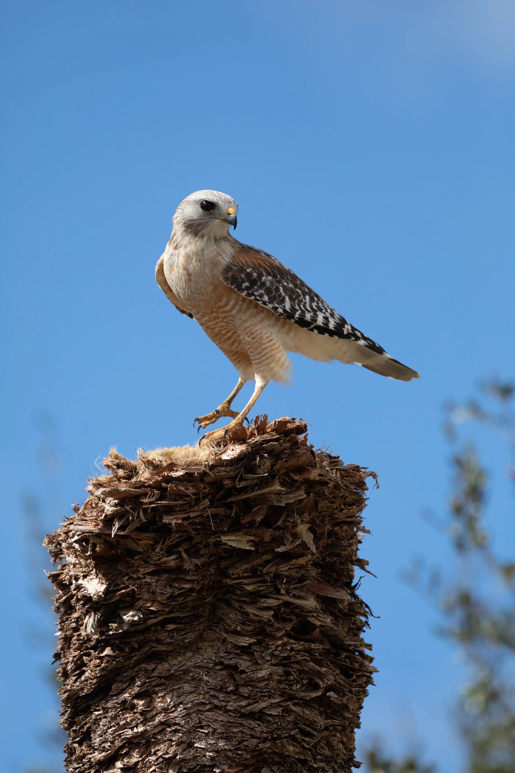 Red Shouldered Hawk at Kissimmee Prairie Preserve