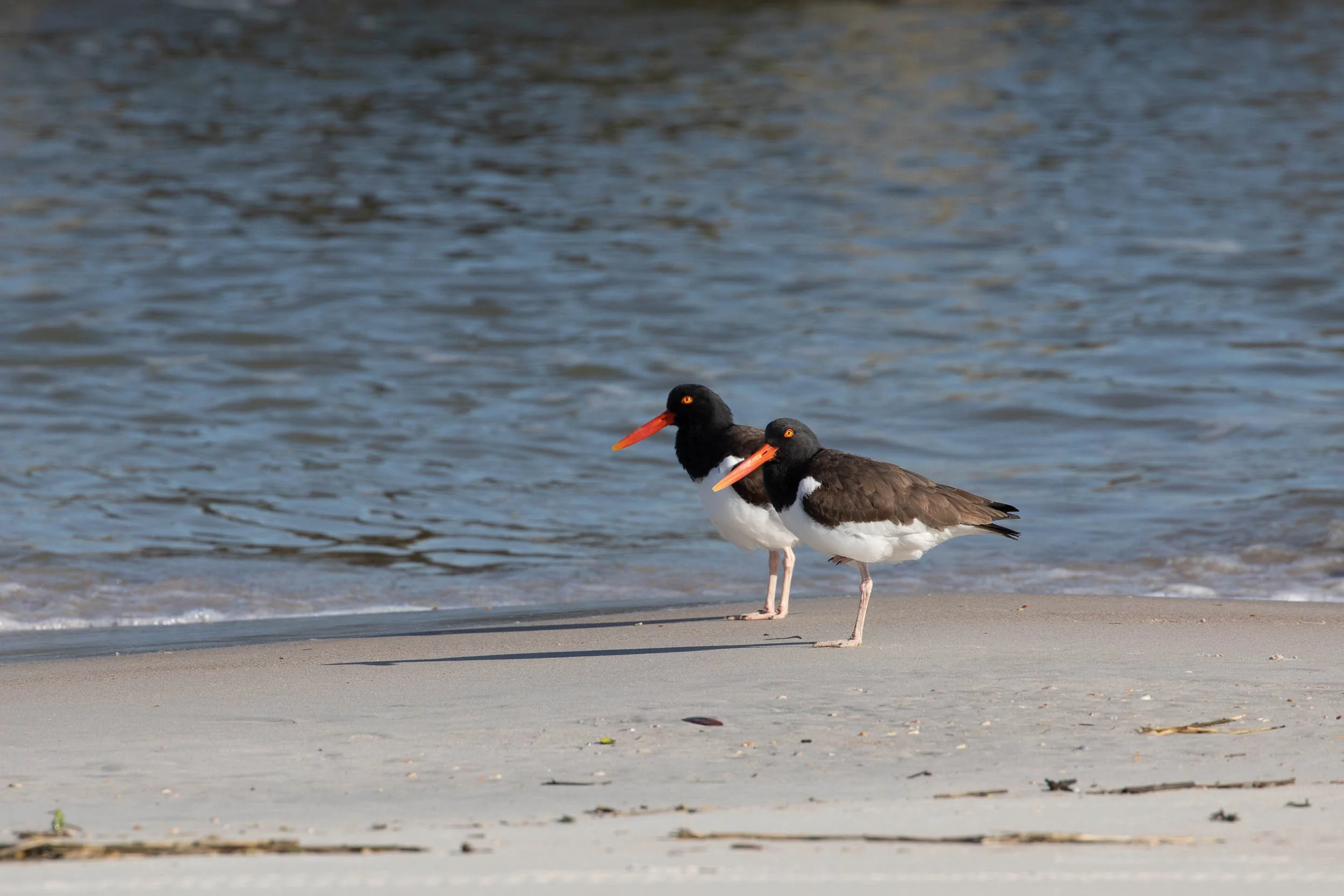 oyster catcher pair