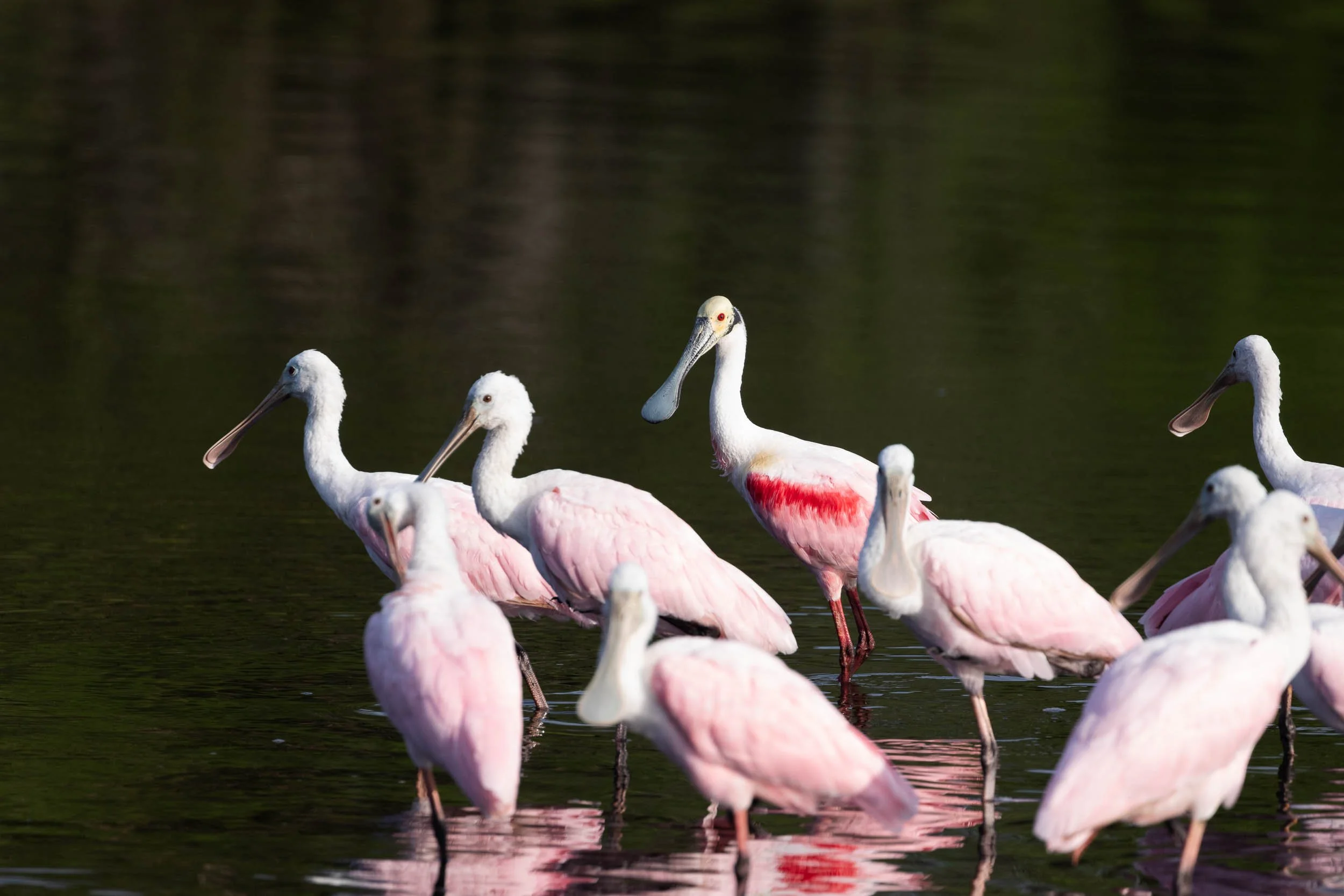 Roseate Spoonbills
