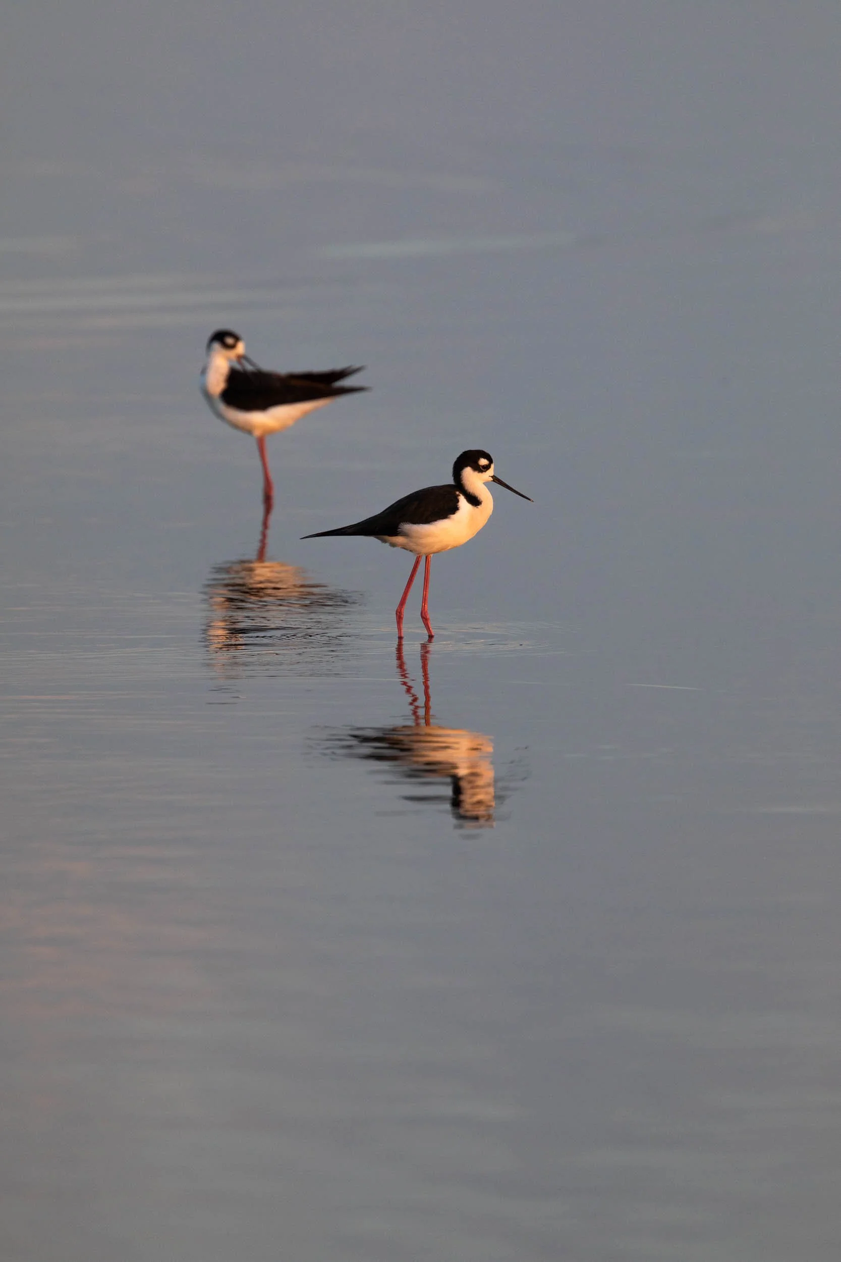 stilts on the beach