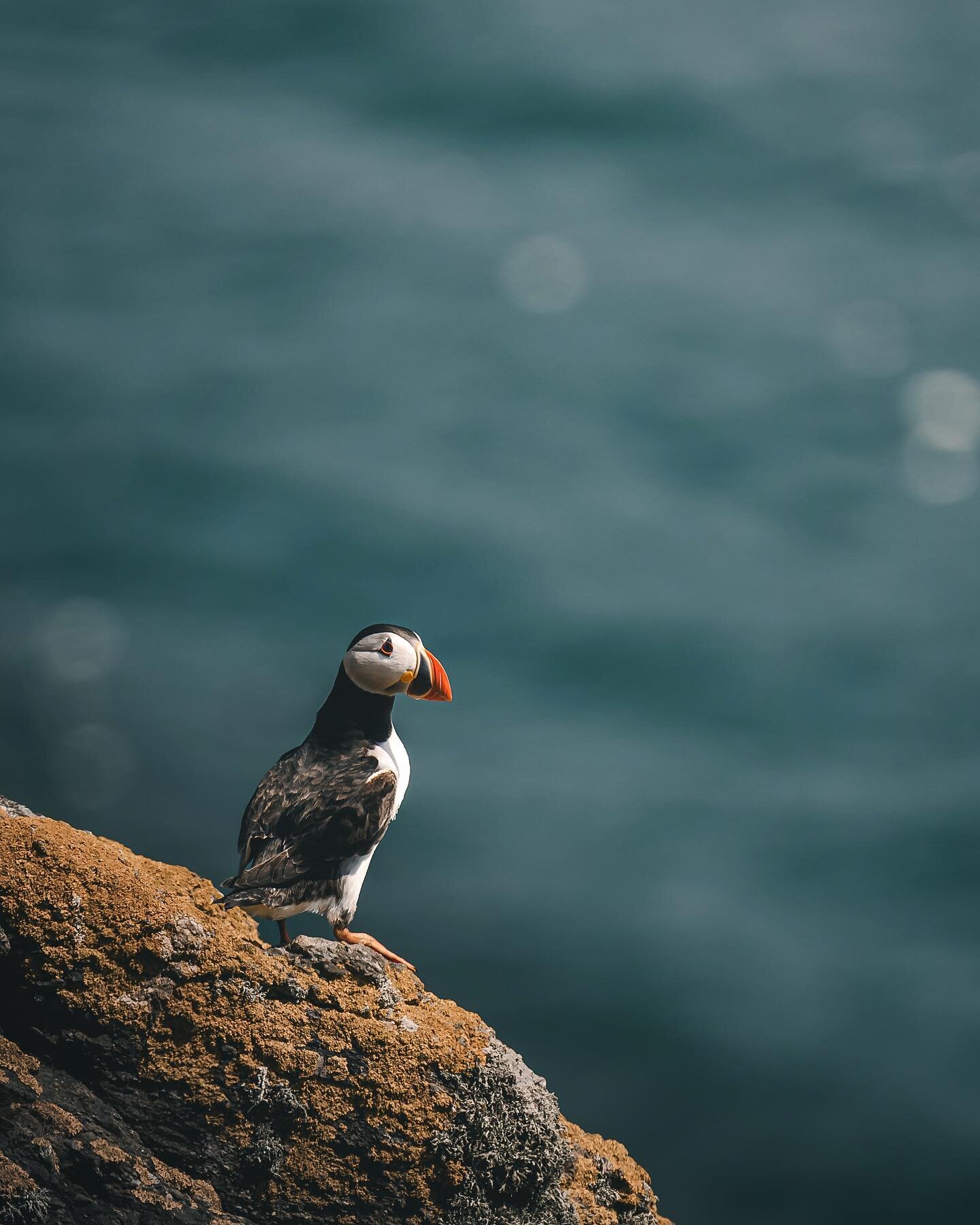 I think puffins suddenly become my most photographed subject this year. Skomer really is one of the best wildlife locations in the world! I&rsquo;ll be back there next month for a few days too, sadly no puffins will be left when I&rsquo;m there but s