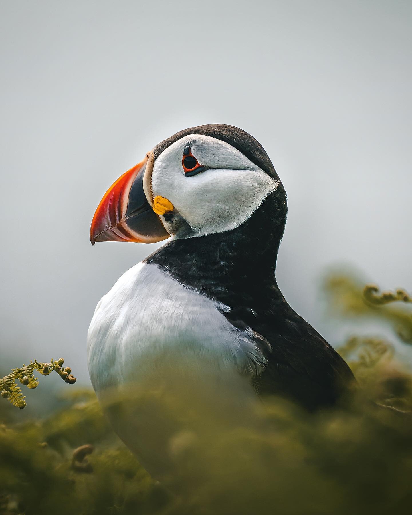 We&rsquo;re off to Skomer again next week to spend a few days on the island. No puffins this time but definitely Manx Shearwater and hopefully I can spot some other exciting wildlife! 

Heading up to North Wales this evening too so fingers crossed th
