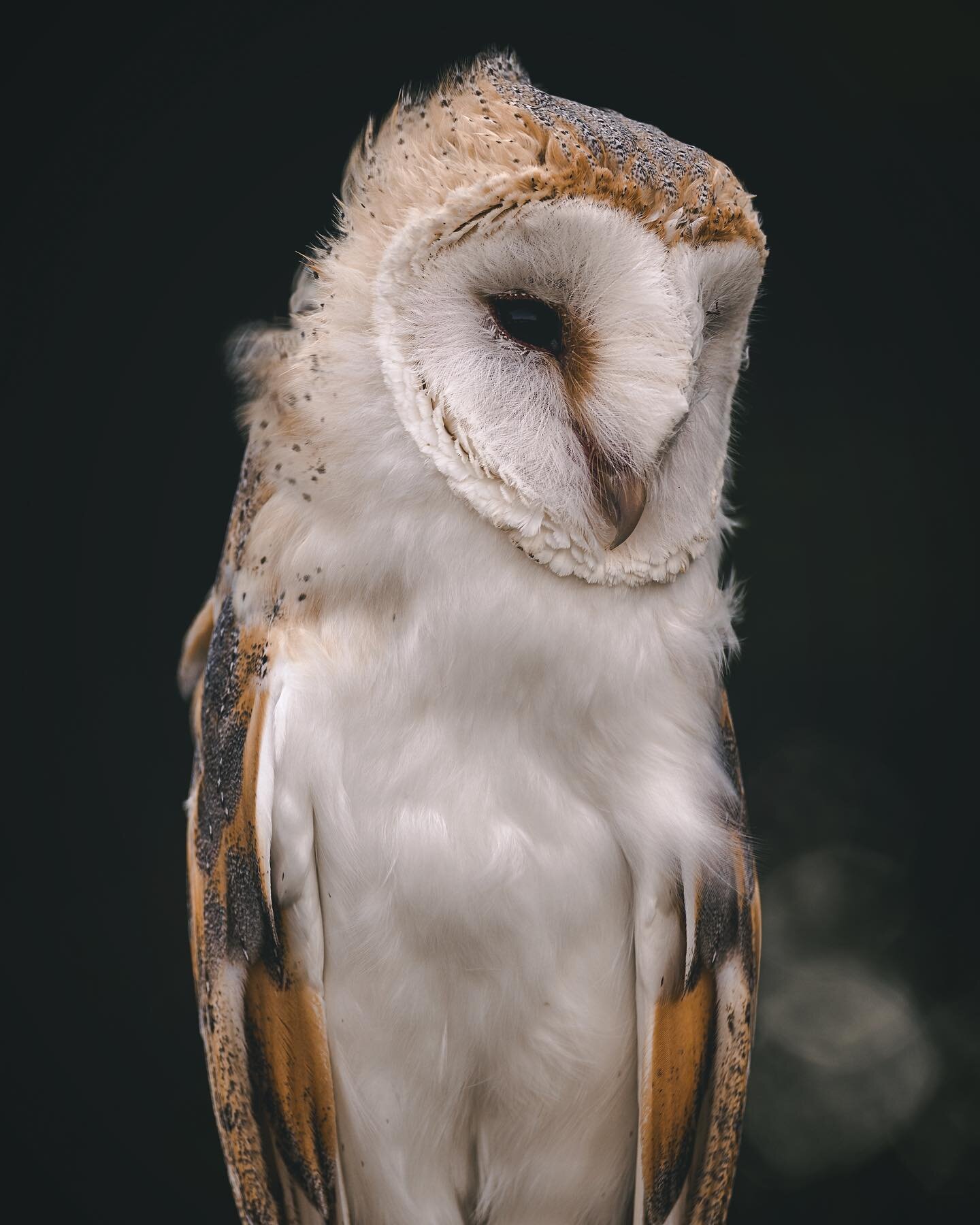 Barn owls have got to be one of the most beautiful animals on this planet haven&rsquo;t they? 

Not a wild bird unfortunately, but great opportunity to get close and photograph the details of this beauty!

@nikoneurope Z9 &amp; 100-400 4.5-5.6 S

#bb