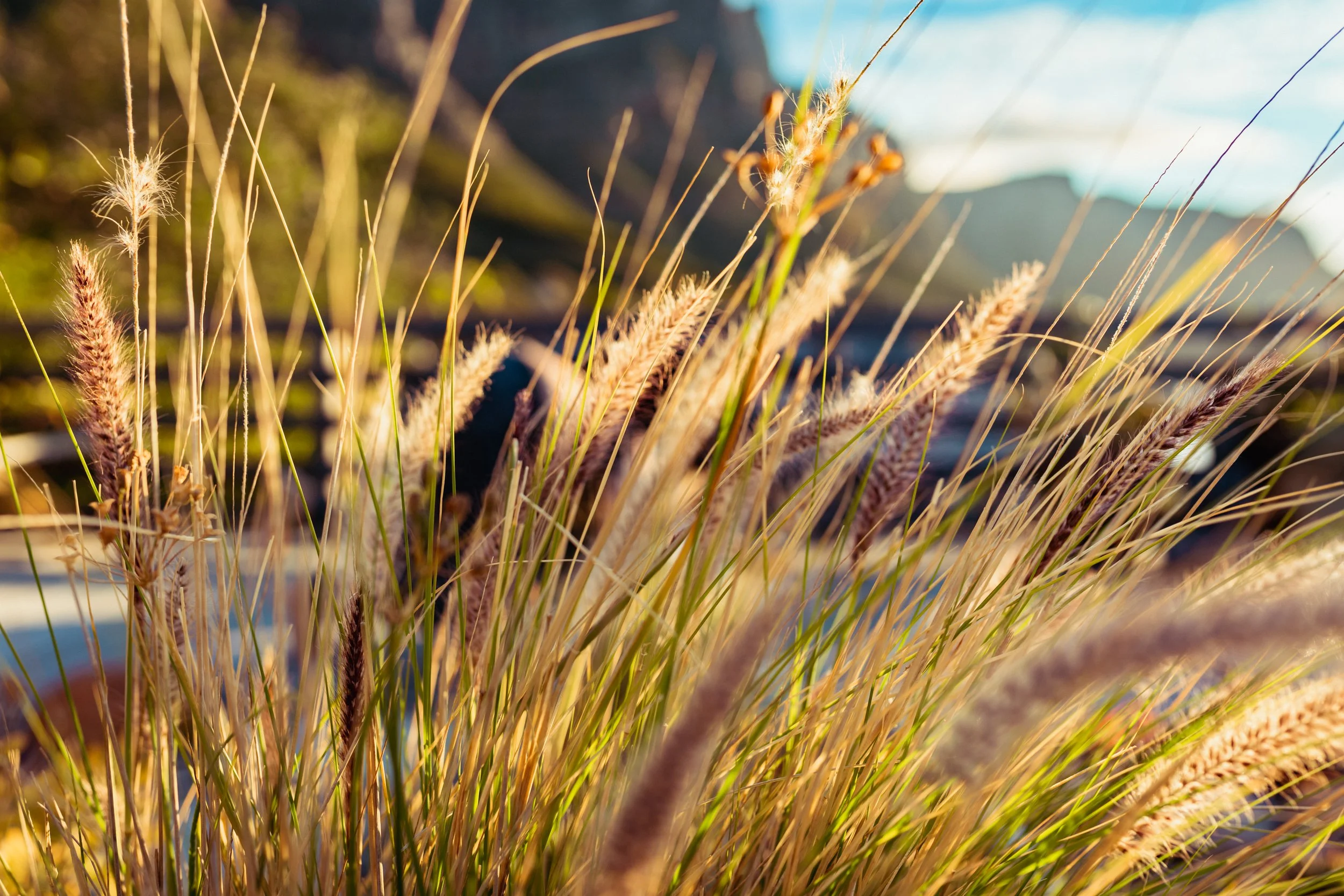 Nahaufnahme von wildem Gras mit zarten, langgestreckten Samenständen, im Sonnenlicht, im Hintergrund Berge und blauer Himmel.