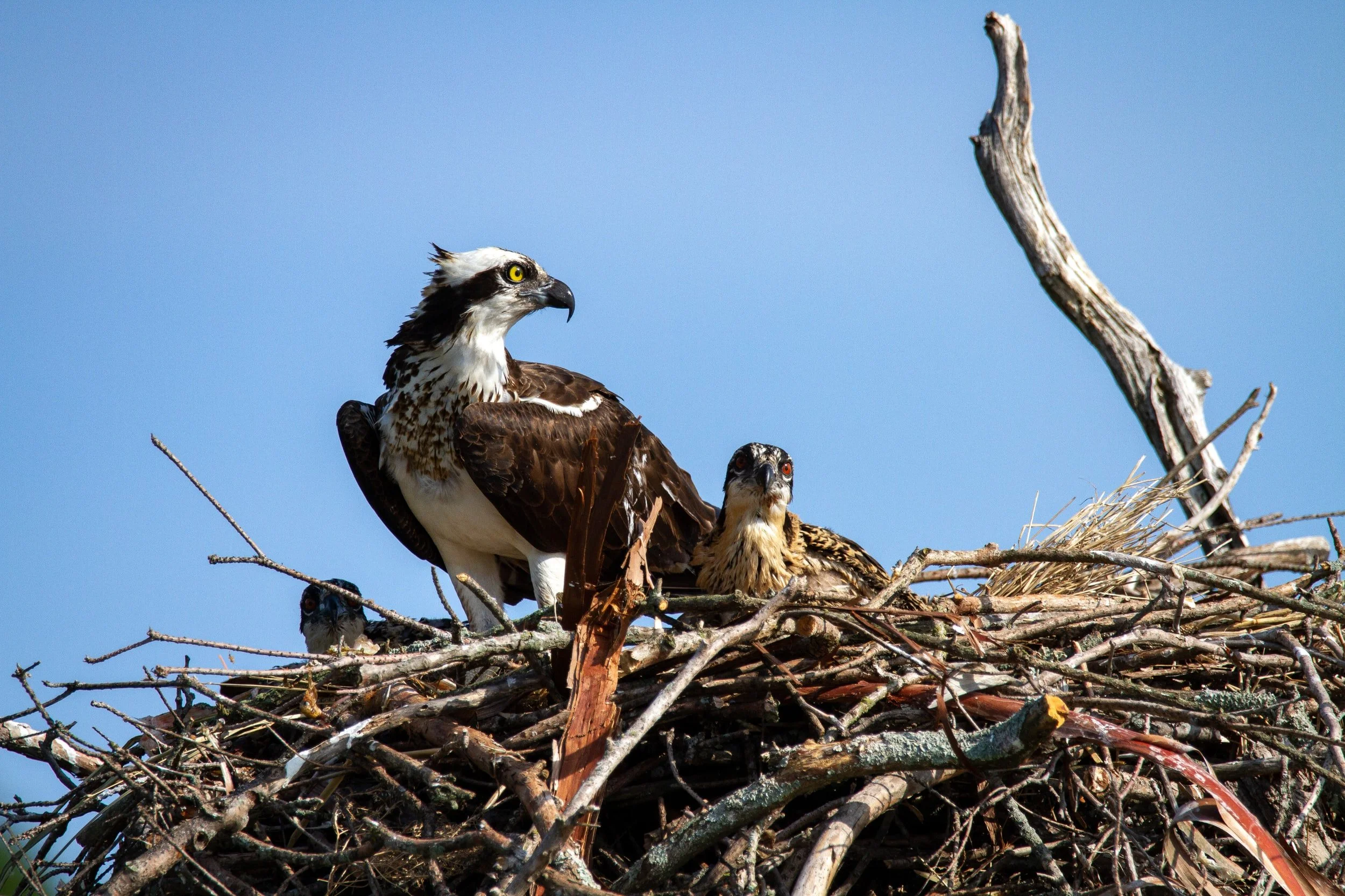 Osprey on a nest with chick