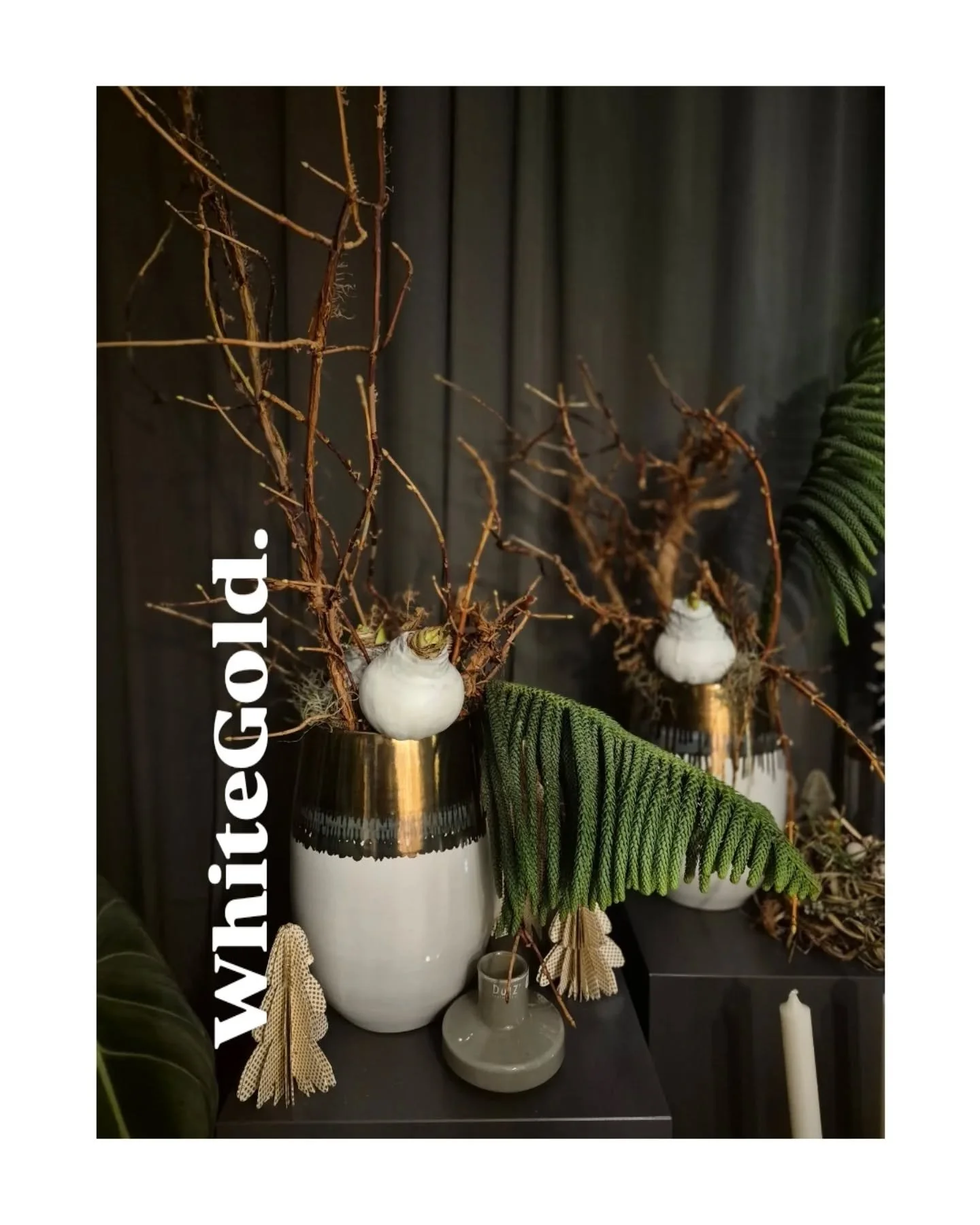 WhiteGold.
Solisten. 
Unikate.
Blickf&auml;nge.

#adventdekoration
#decoration 
#weihnachtenmitblumen 
#weihnachtsgeschenke 
#weihnachtsdeko 
#flowers 
#floristmeisterin 
#floristmitleidenschaft 
#paderborn