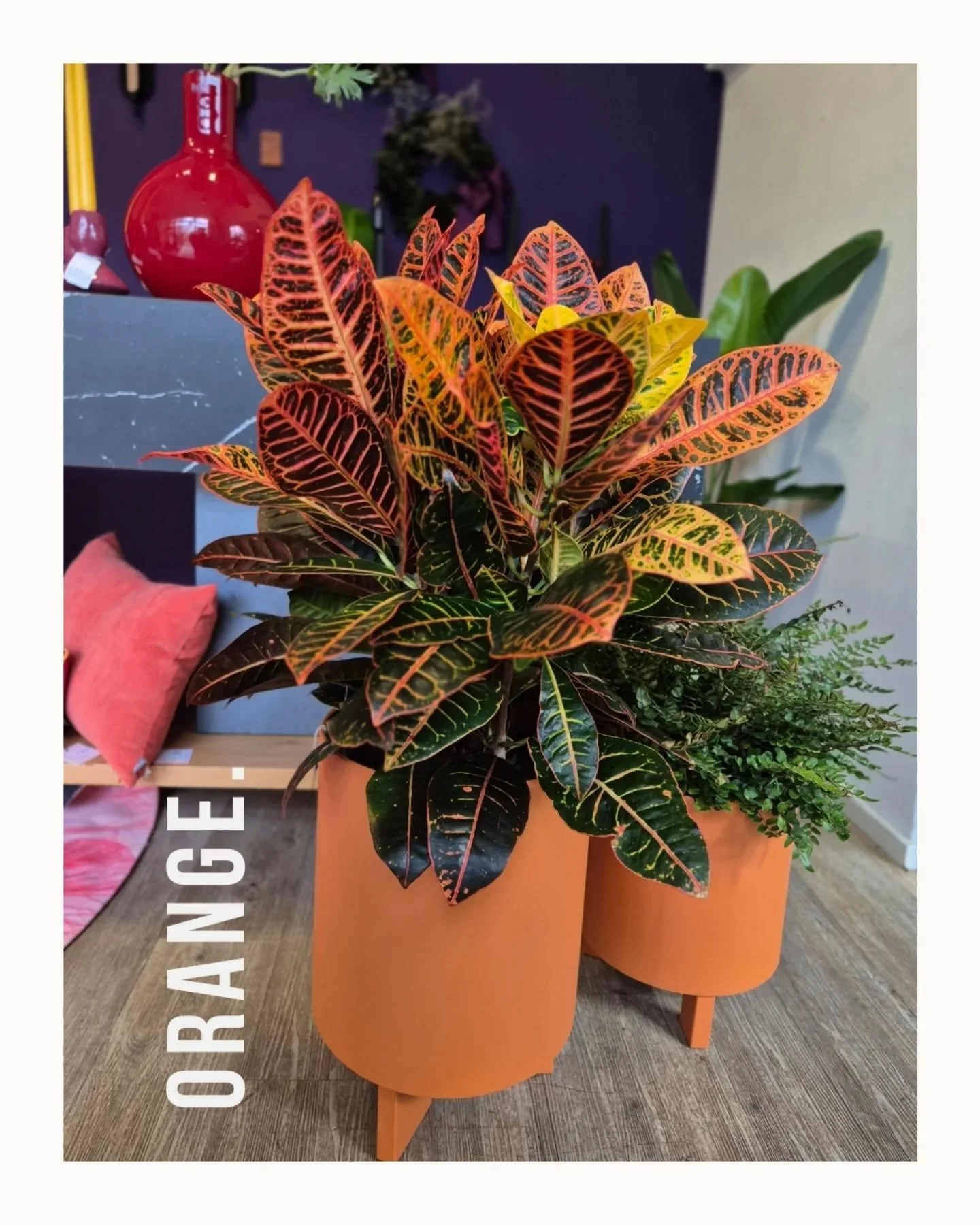 Statement. Orange. 
. .zieht garantiert die Blicke auf sich. 

Im B&uuml;ro. 
Im Gesch&auml;ft. 
Im Haus .

#raumbegr&uuml;nung
#greenlover
#plantlover
#pflanzen 
#paderborn