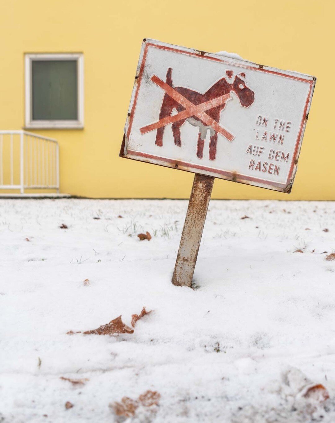 don&acute;t eat the yellow snow! 

#amerikanischesiedlungBonn #winter2022 #SchneeNRW