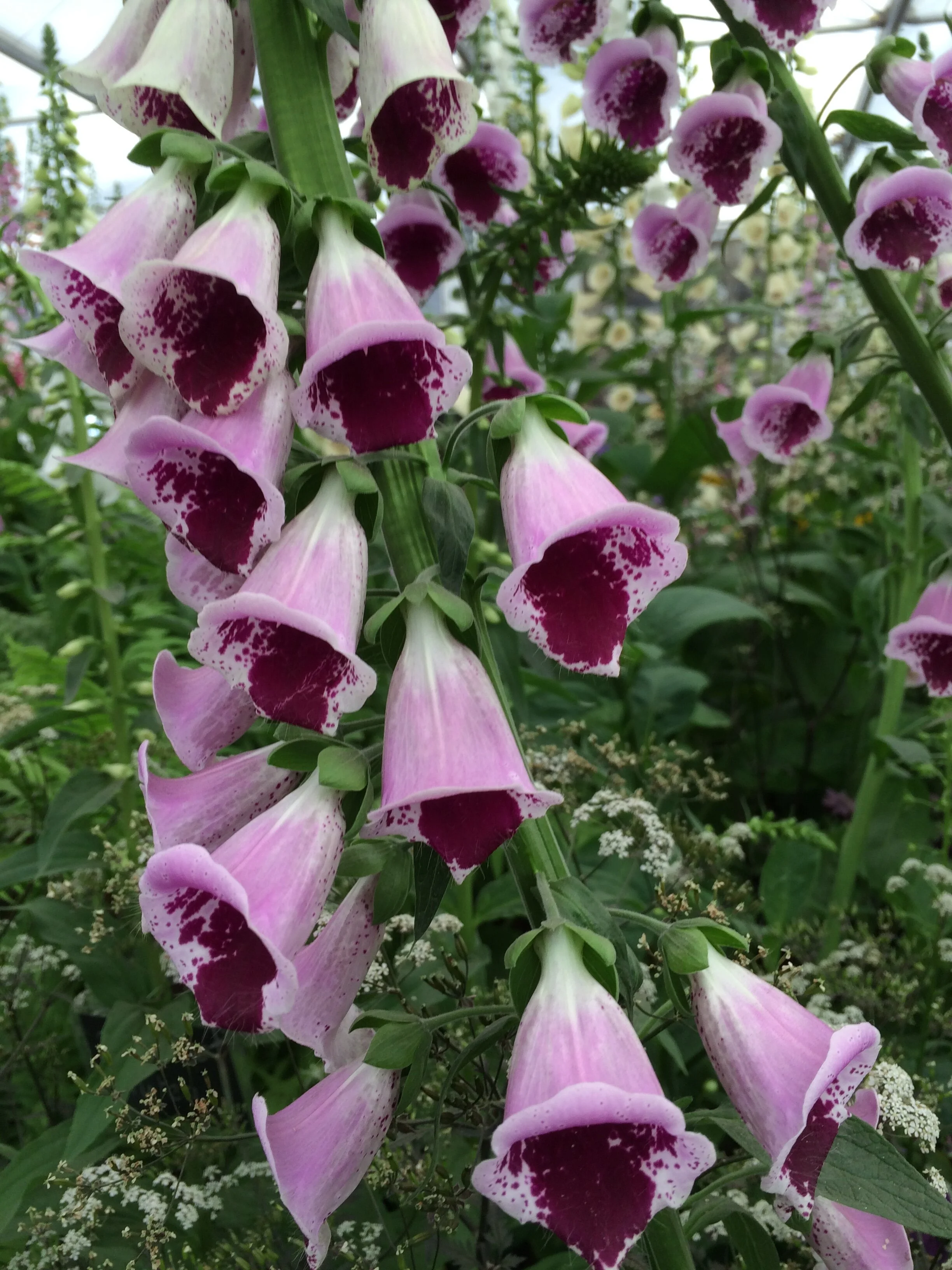Digitalis purpurea 'Sugar Plum'