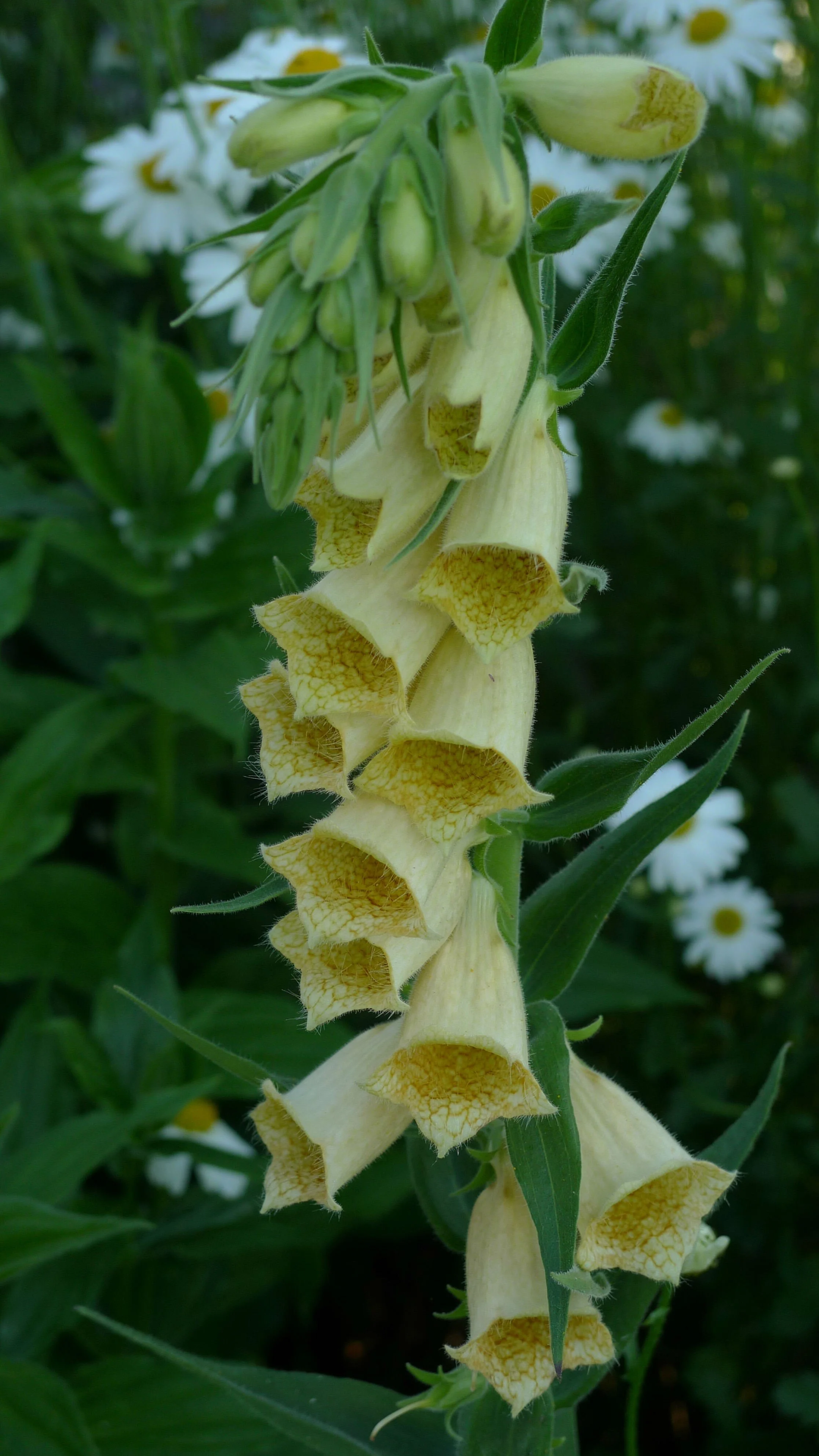 Digitalis grandiflora — The Botanic Nursery & Gardens