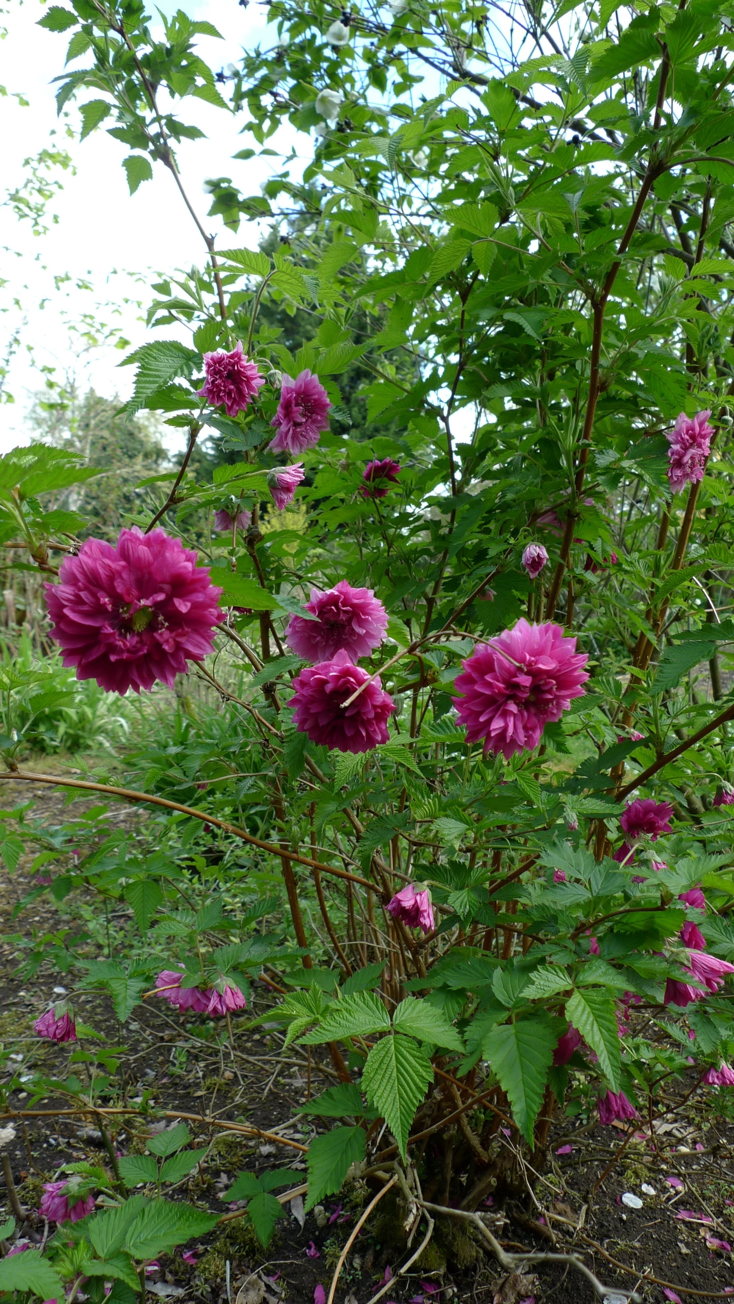 Rubus spectabilis 'Olympic Double' — The Botanic Nursery & Gardens