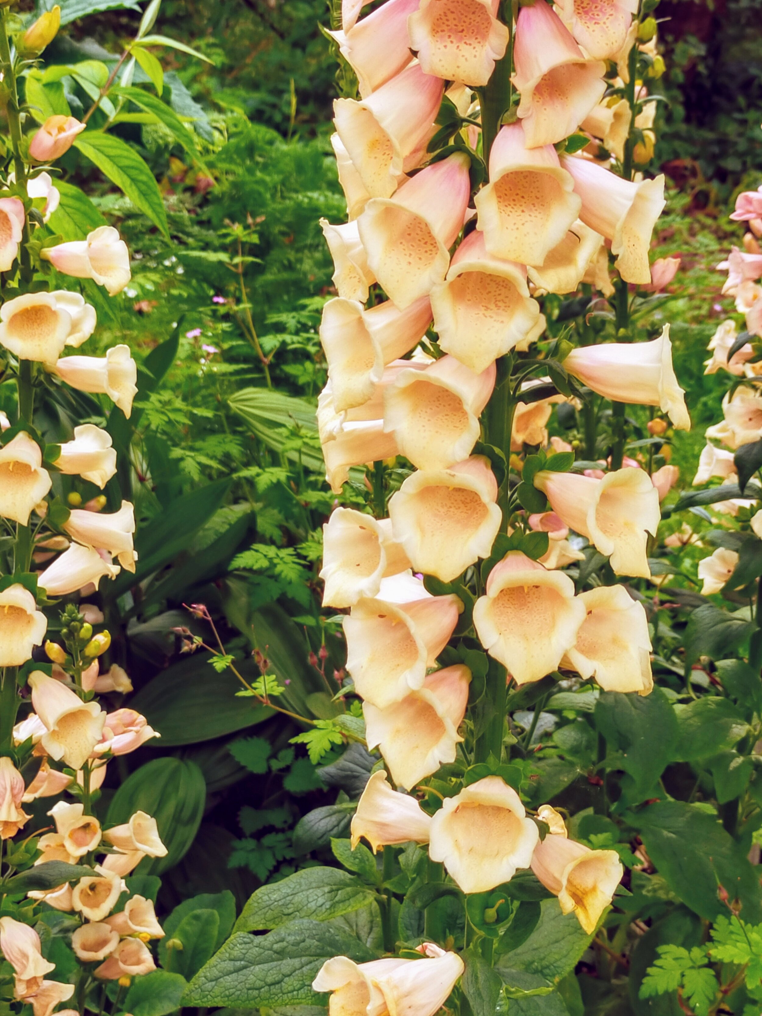 Digitalis 'Dalmation Peach'