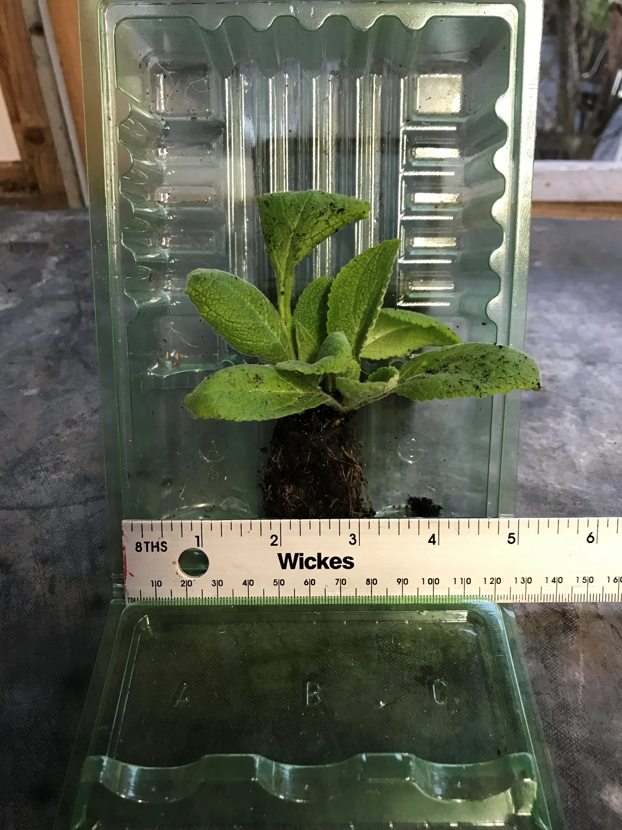 Digitalis 'Silver Fox' (Foxglove) — The Botanic Nursery & Gardens