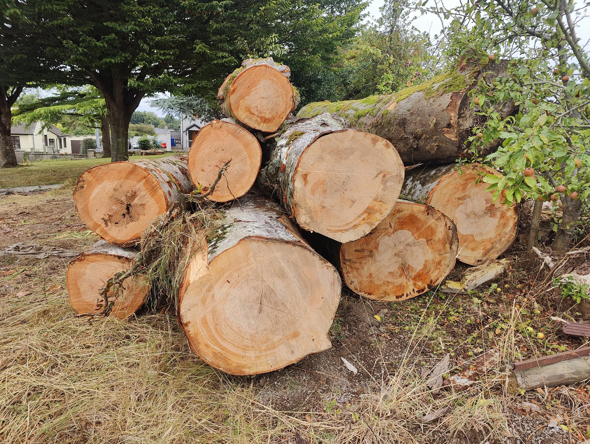 Freshly sawn Irish Beech