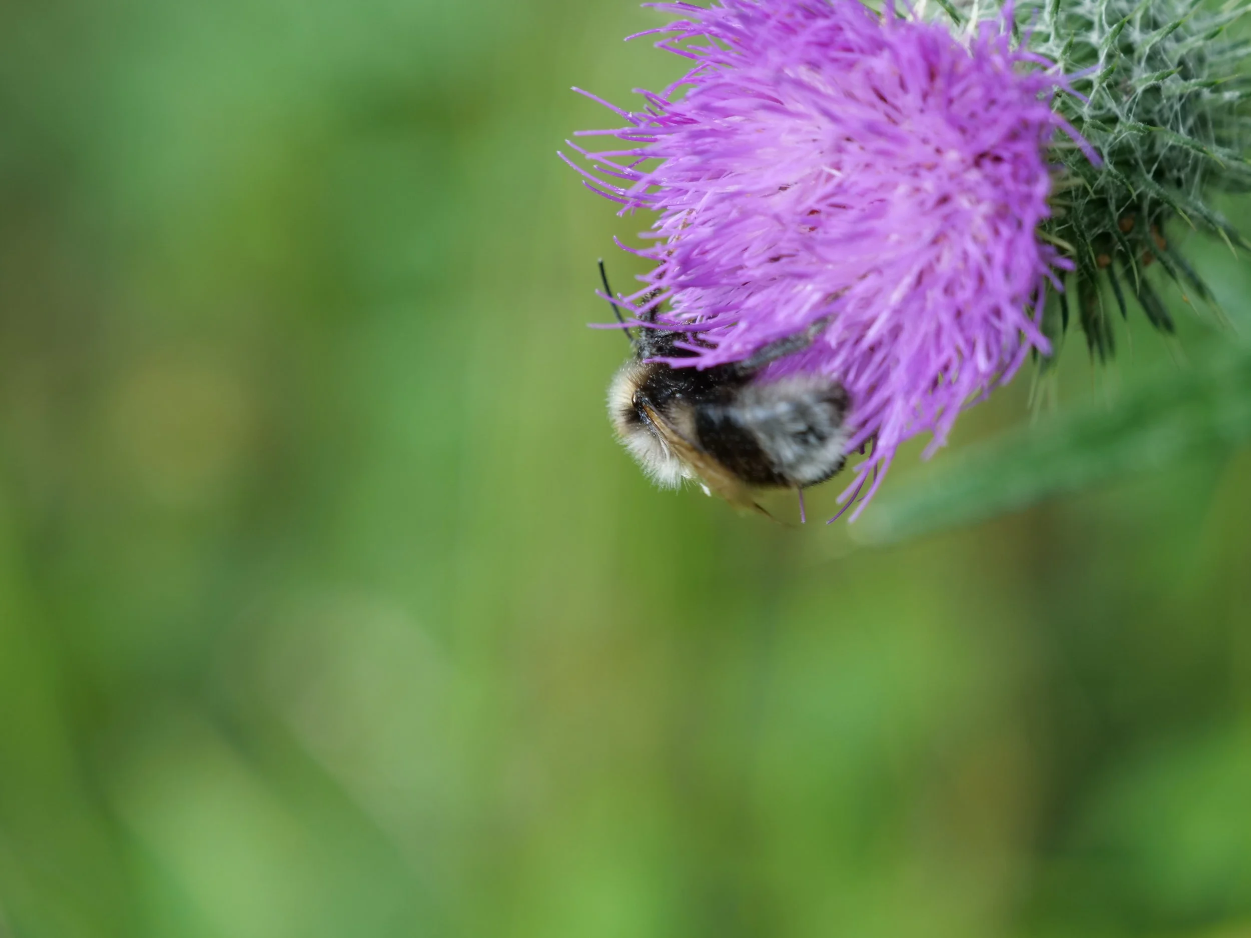 The Wild Hive
