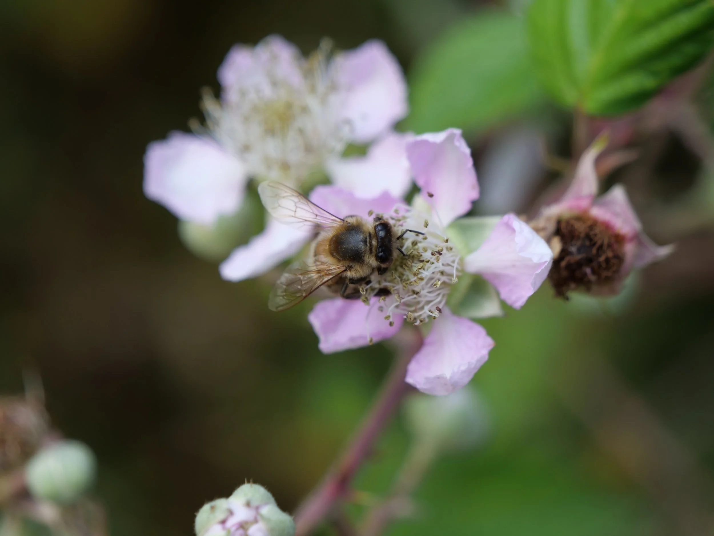 The Wild Hive