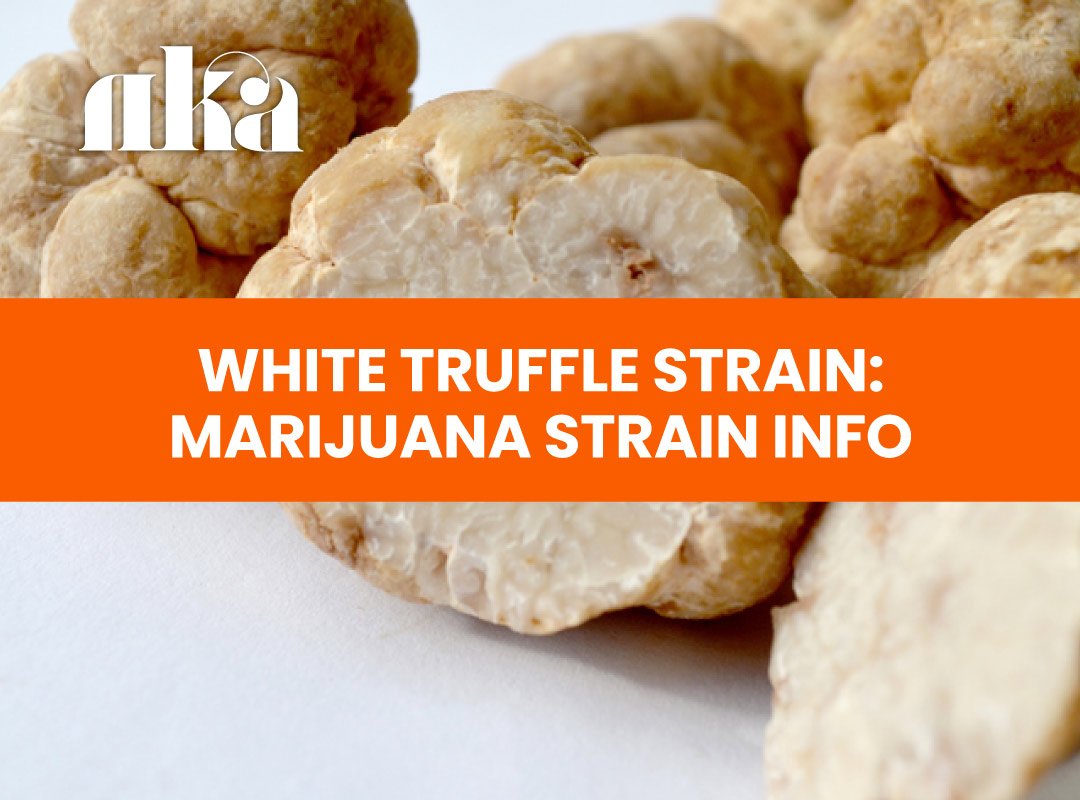 White Truffle Strain Marijuana Strain Information