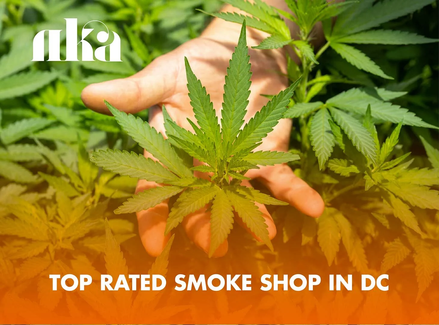 Looking for a Smoke Shop in DC? Here’s Why a Dispensary Is Better