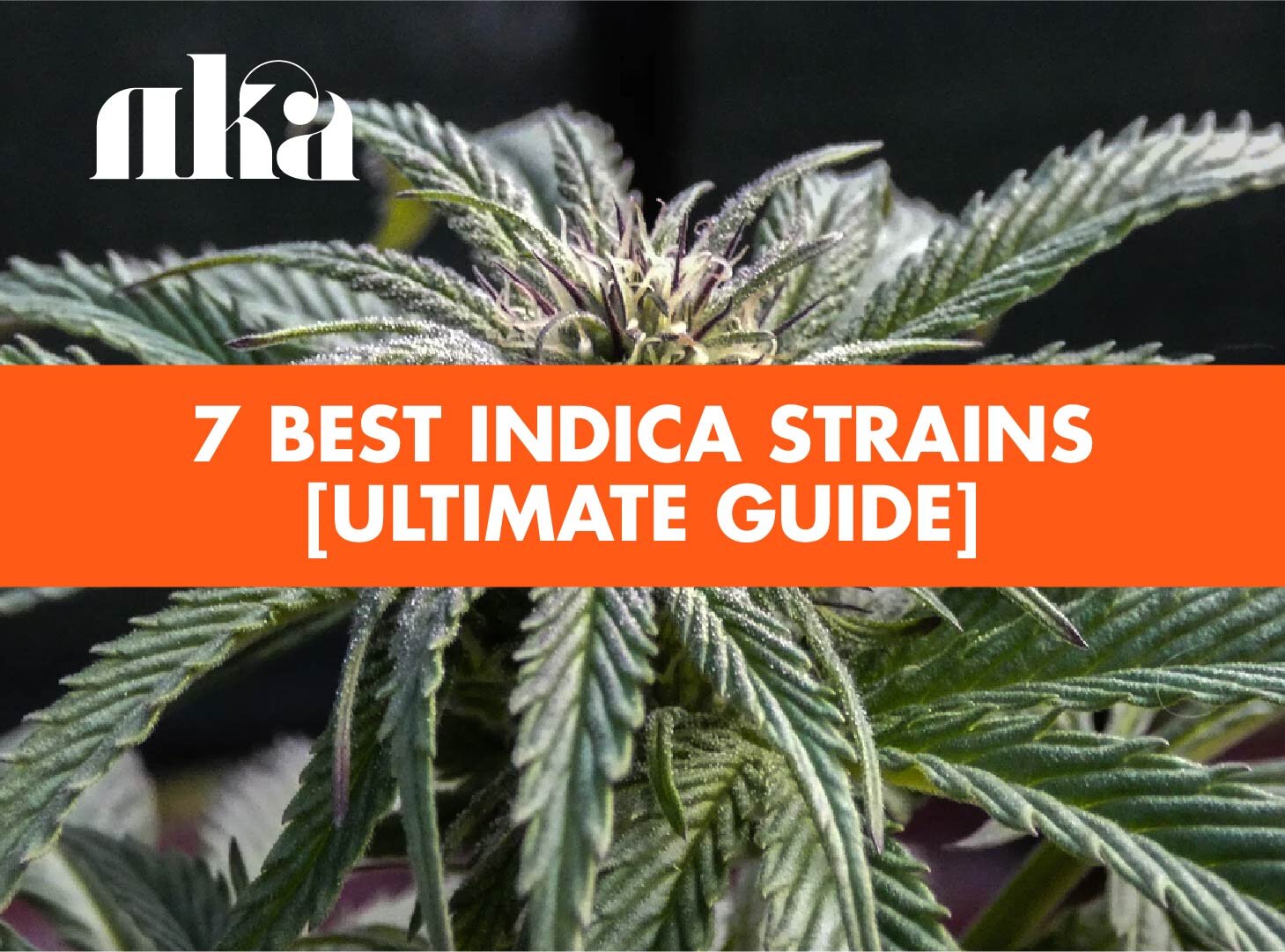 7 Best Indica Strains in 2021 [Ultimate Guide] — No Kids Allowed DC