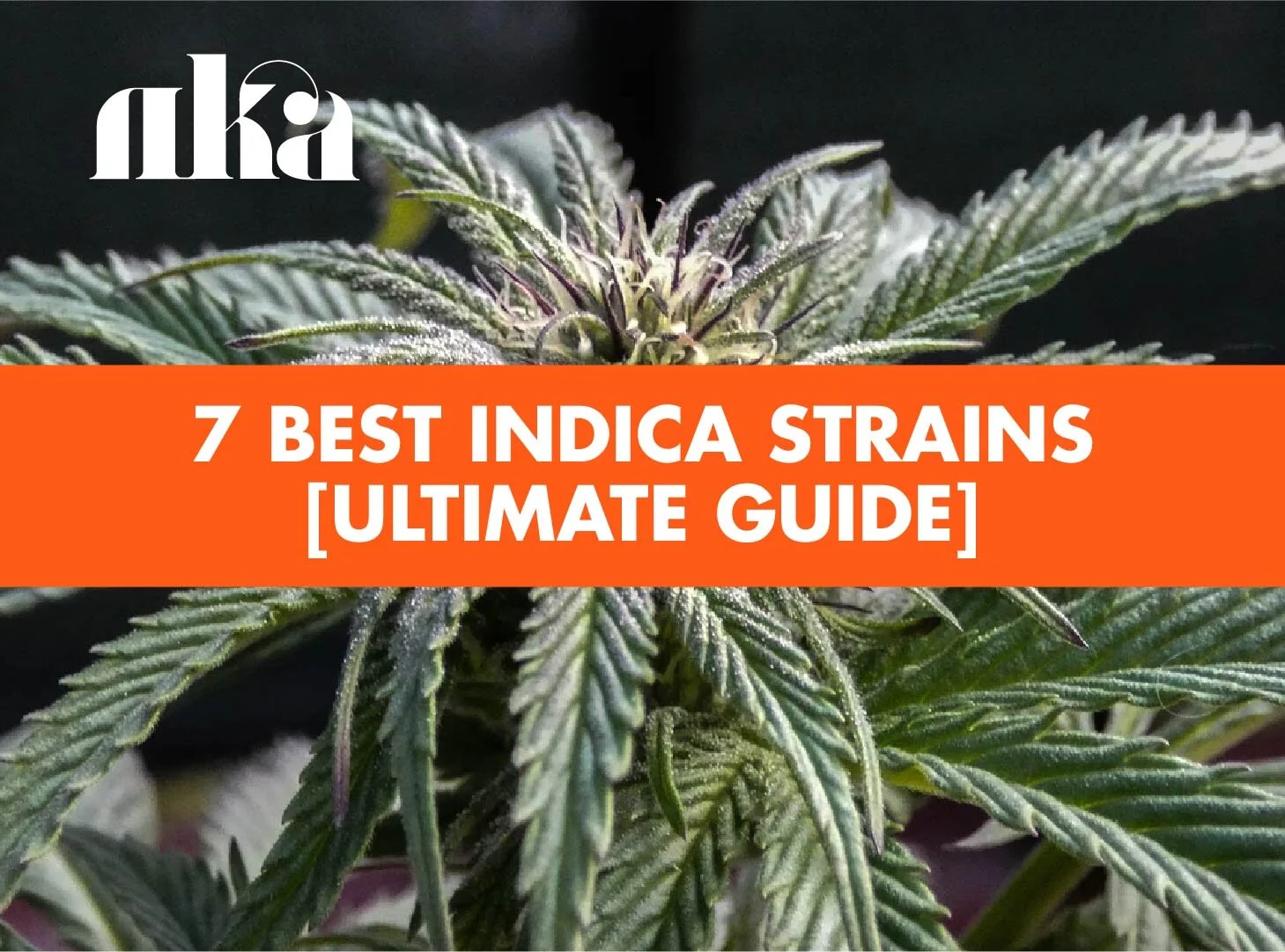 The 20 Best Indica Strains of 2025: Official List