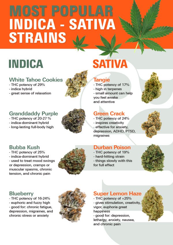 Most Popular Weed Strains [2022 Guide]