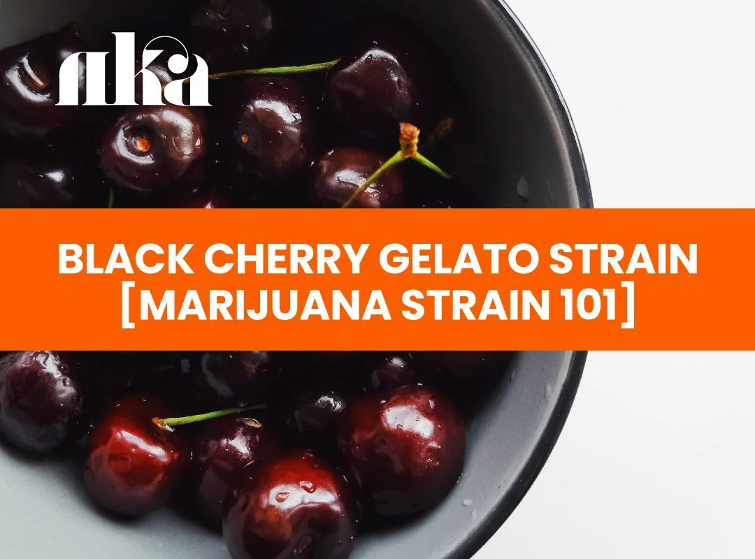 Black Cherry Gelato Strain [Marijuana Strain 101]