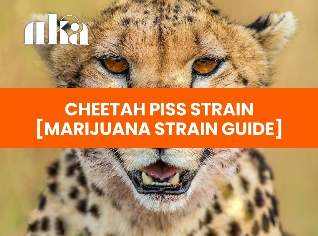 Cheetah Piss Strain [Marijuana Strain Guide]