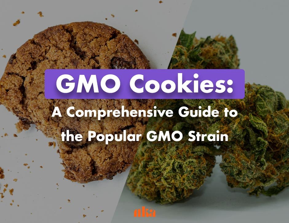 GMO Cookies: A Comprehensive Guide to the Popular GMO Strain